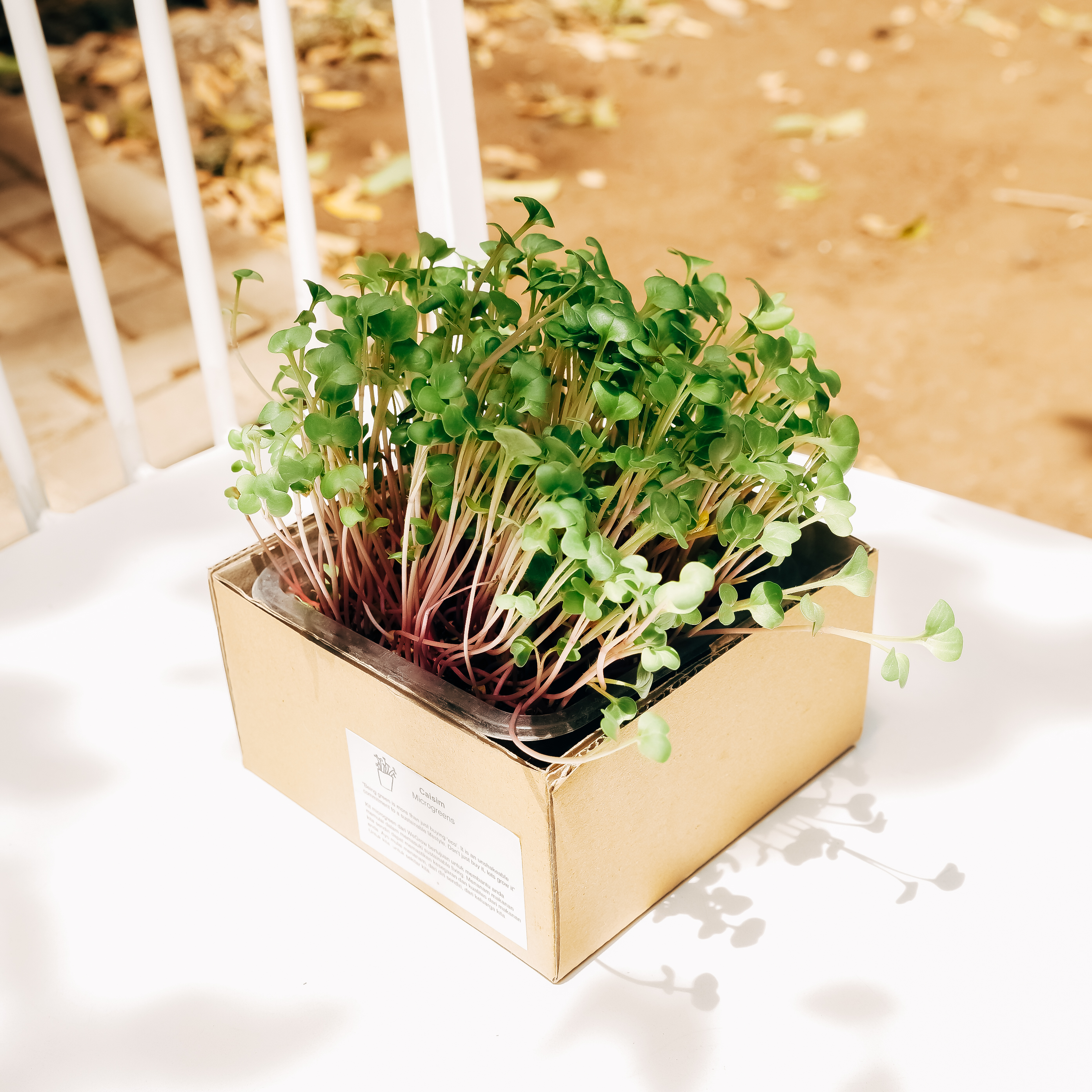 Microgreens Kit Red Radish