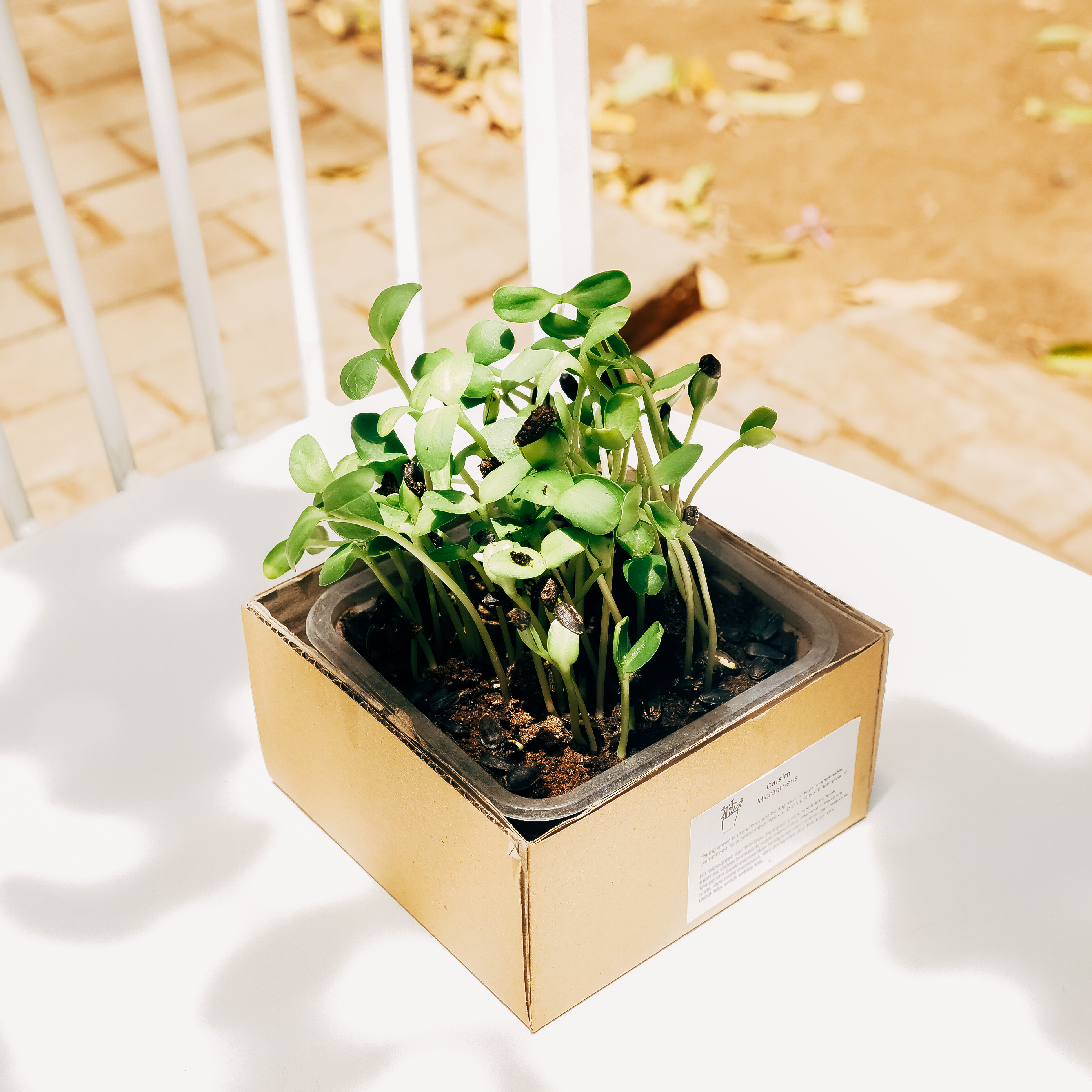 Microgreens Kit Sunflower 
