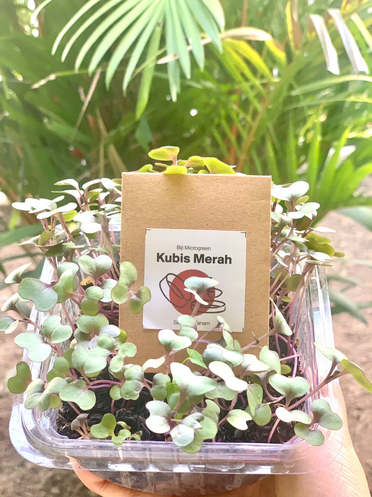 Benih Kubis Merah