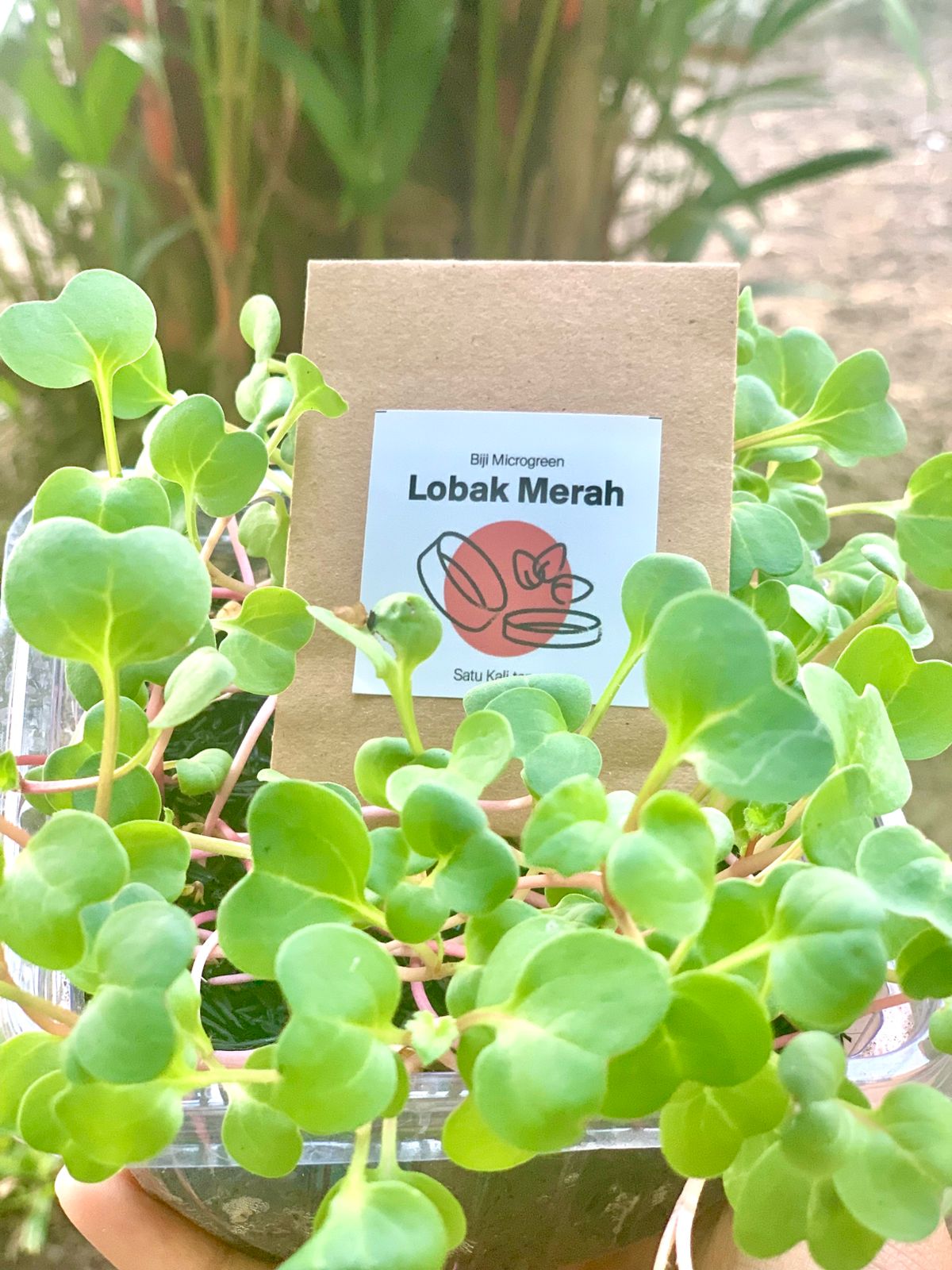 Benih Lobak Merah