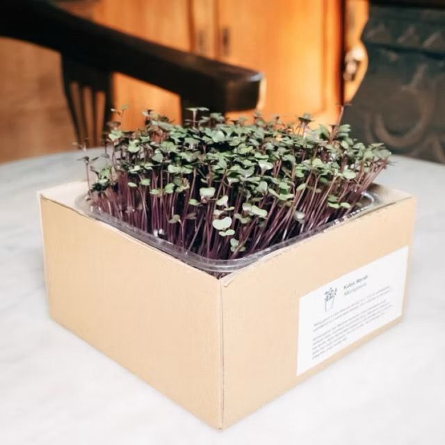 Microgreens Kit Red Cabbage