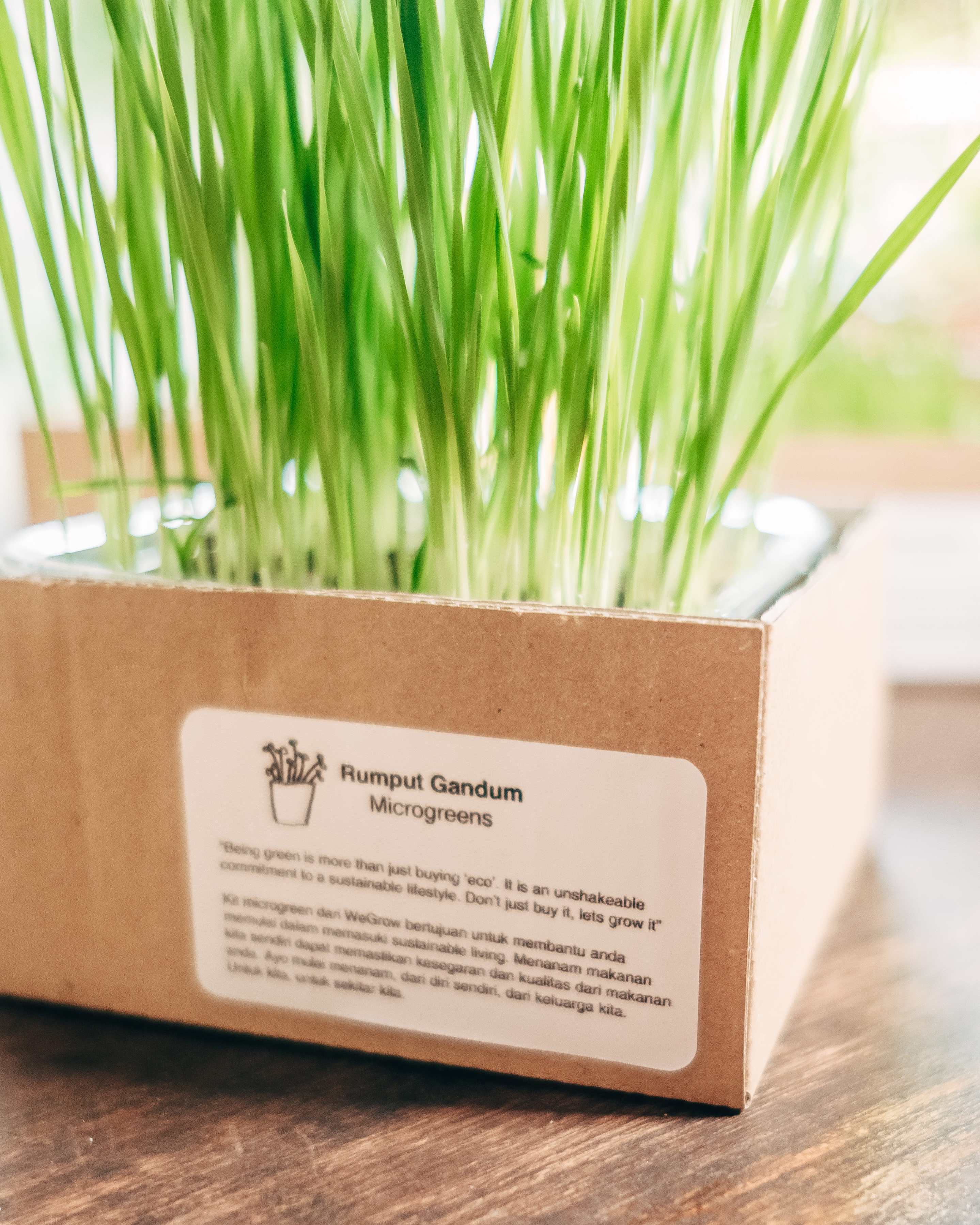 Microgreens Kit Wheatgrass