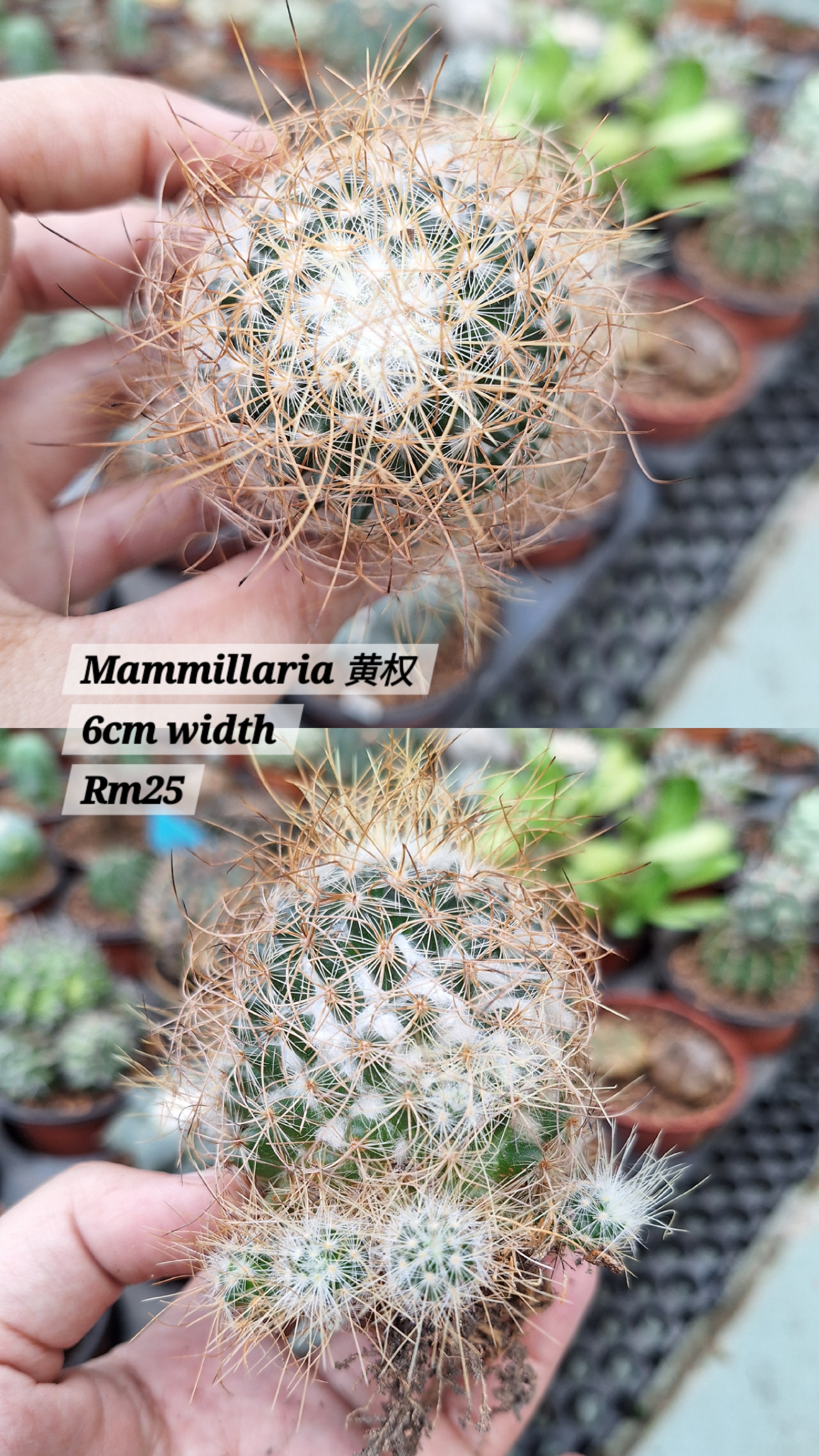 Cactus ( Mammillaria 黄权）