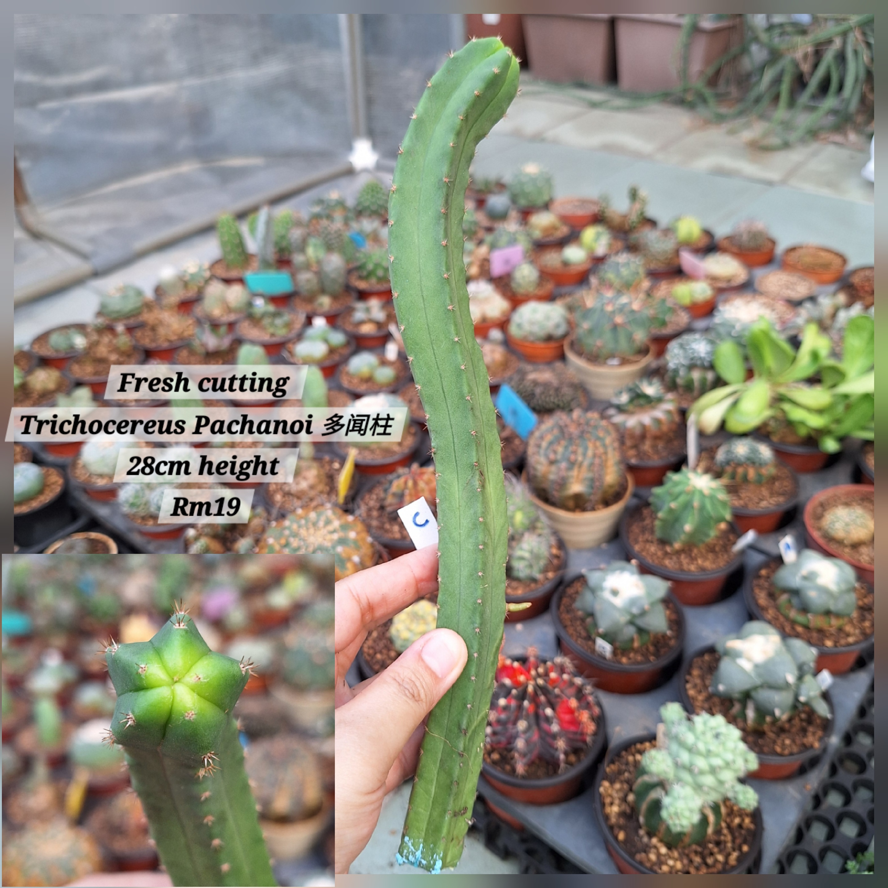 Fresh Cutting Cactus ( Trichocereus Pachanoi 多闻柱)
