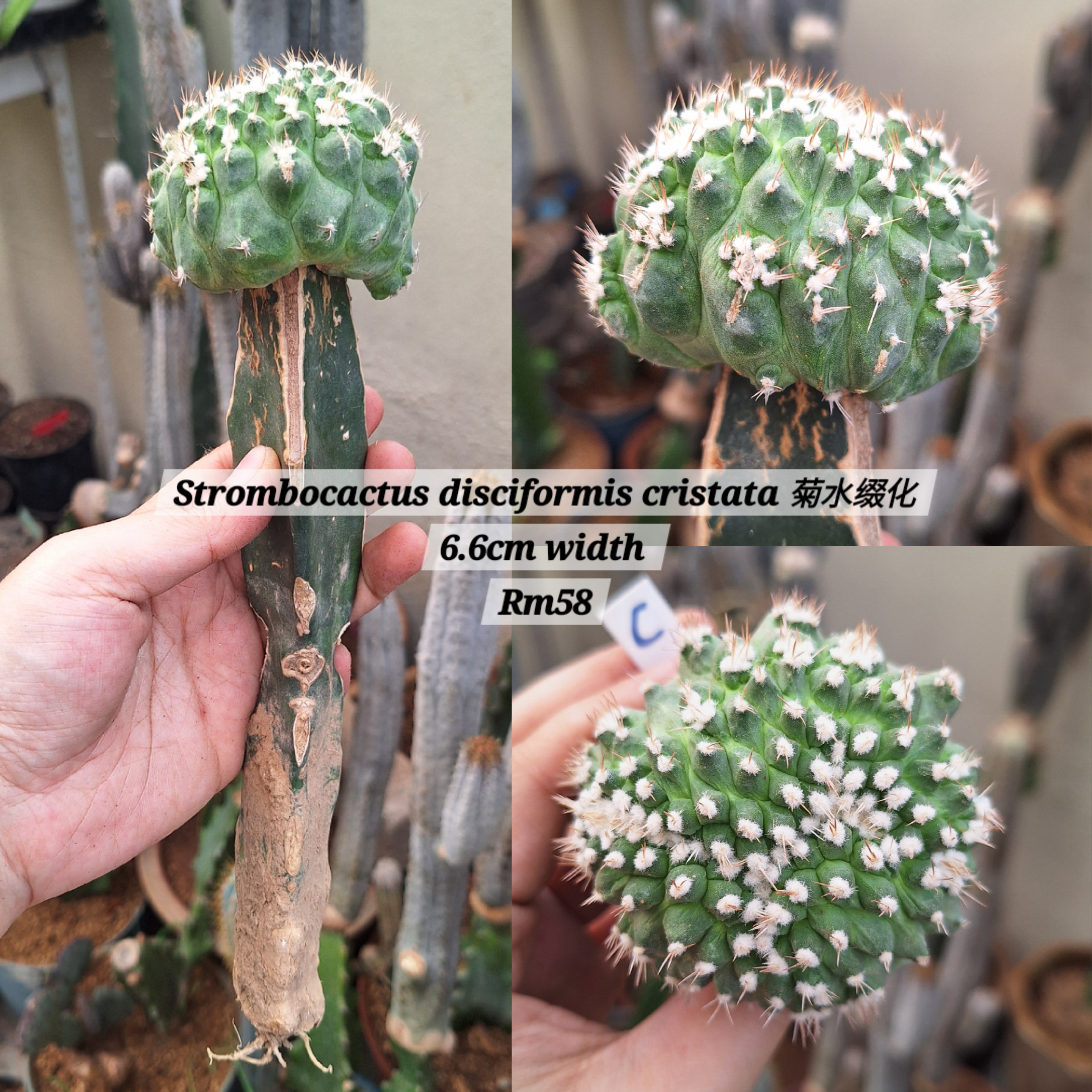 Cactus (Strombocactus disciformis cristata 菊水缀化)