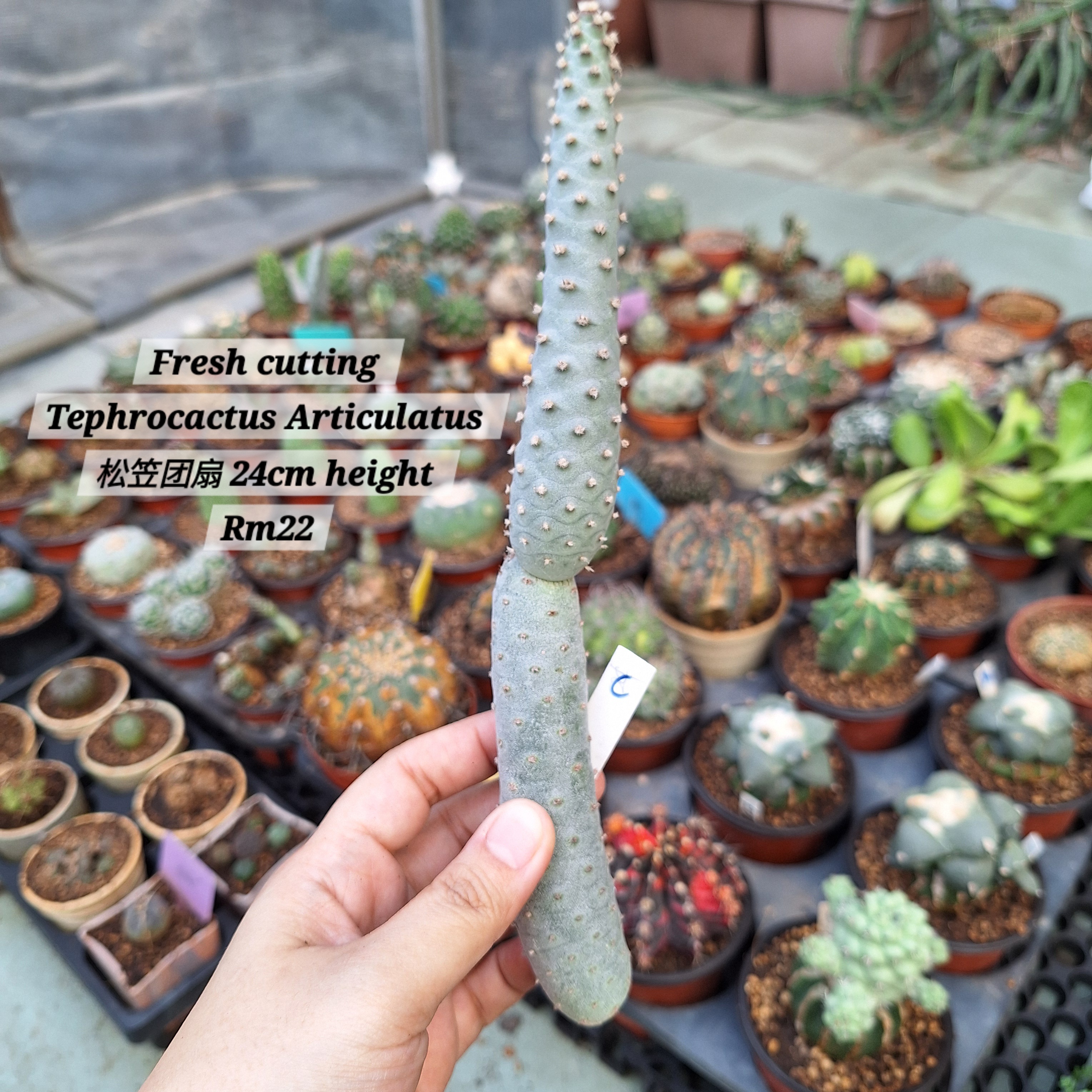 Cactus (Tephrocactus Articulatus 松笠团扇)