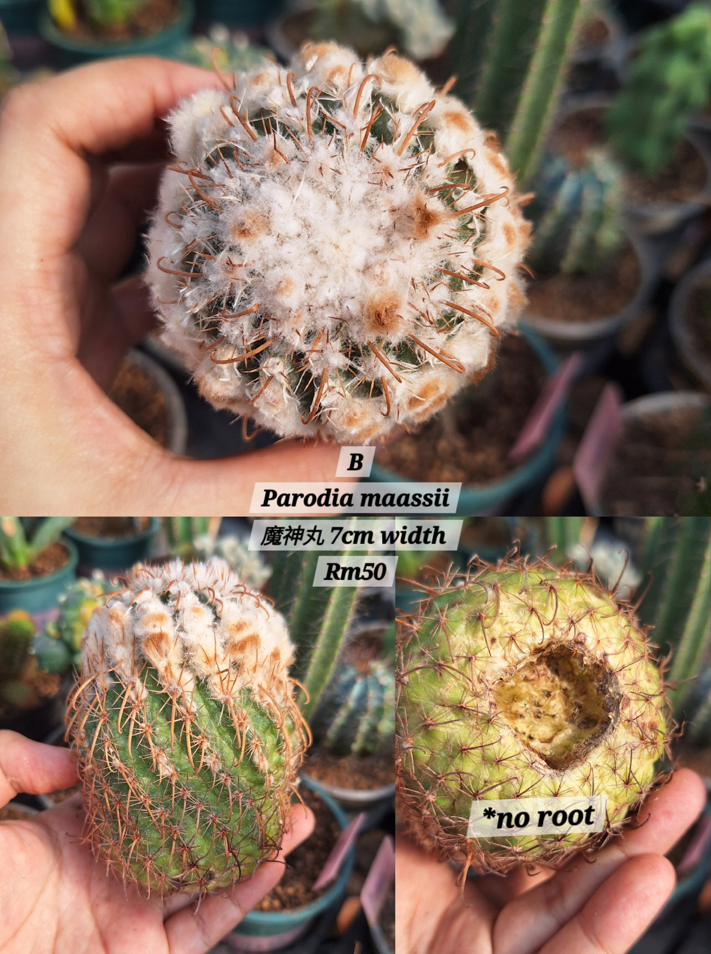 Cactus ( Parodia maassii 魔神丸）