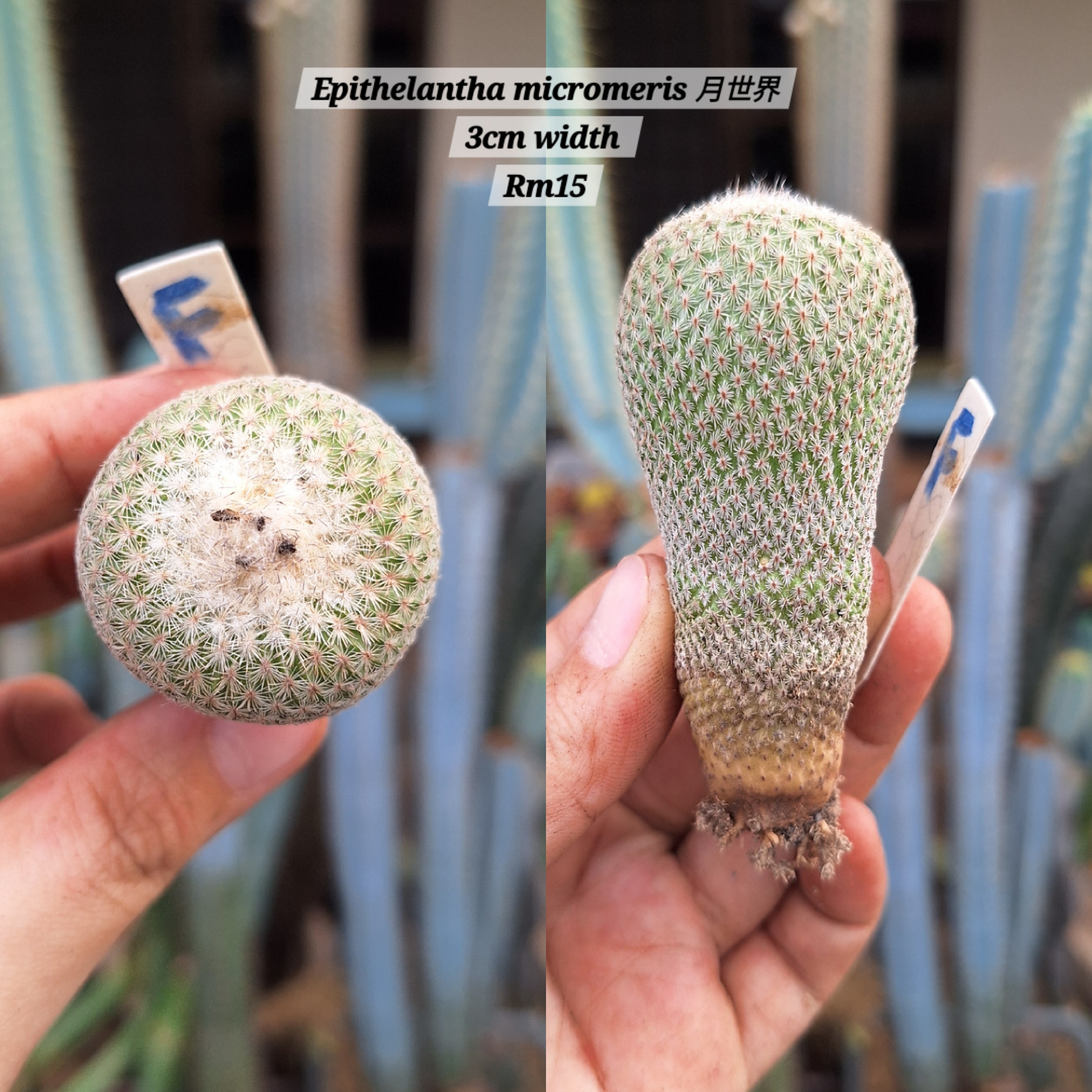 Cactus (Epithelantha micromeris 月世界)