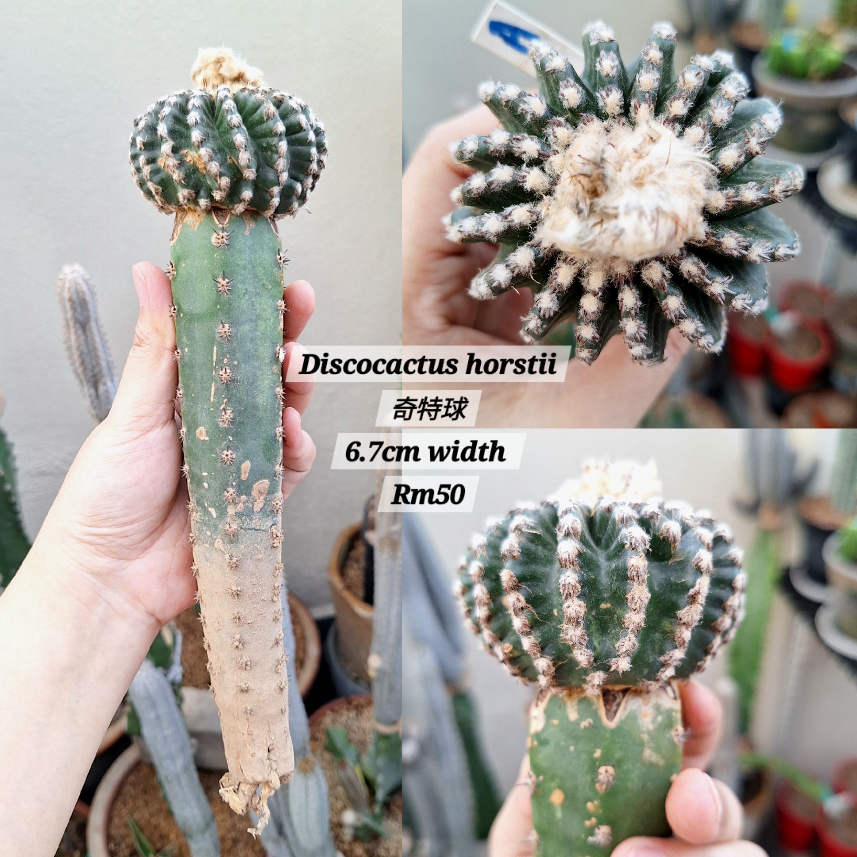 Cactus (Discocactus horstii 奇特球)
