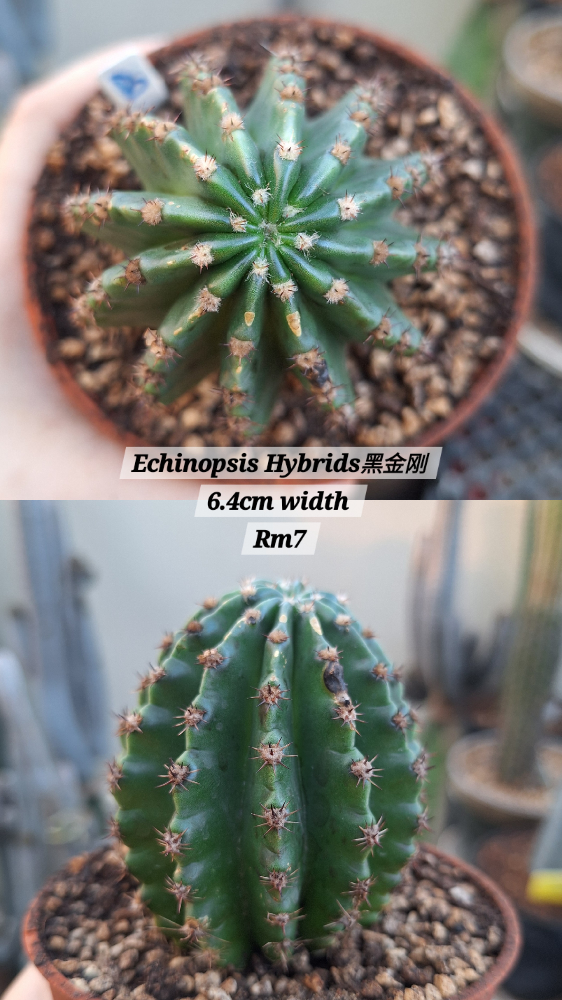 Cactus (Echinopsis Hybrids黑金刚)