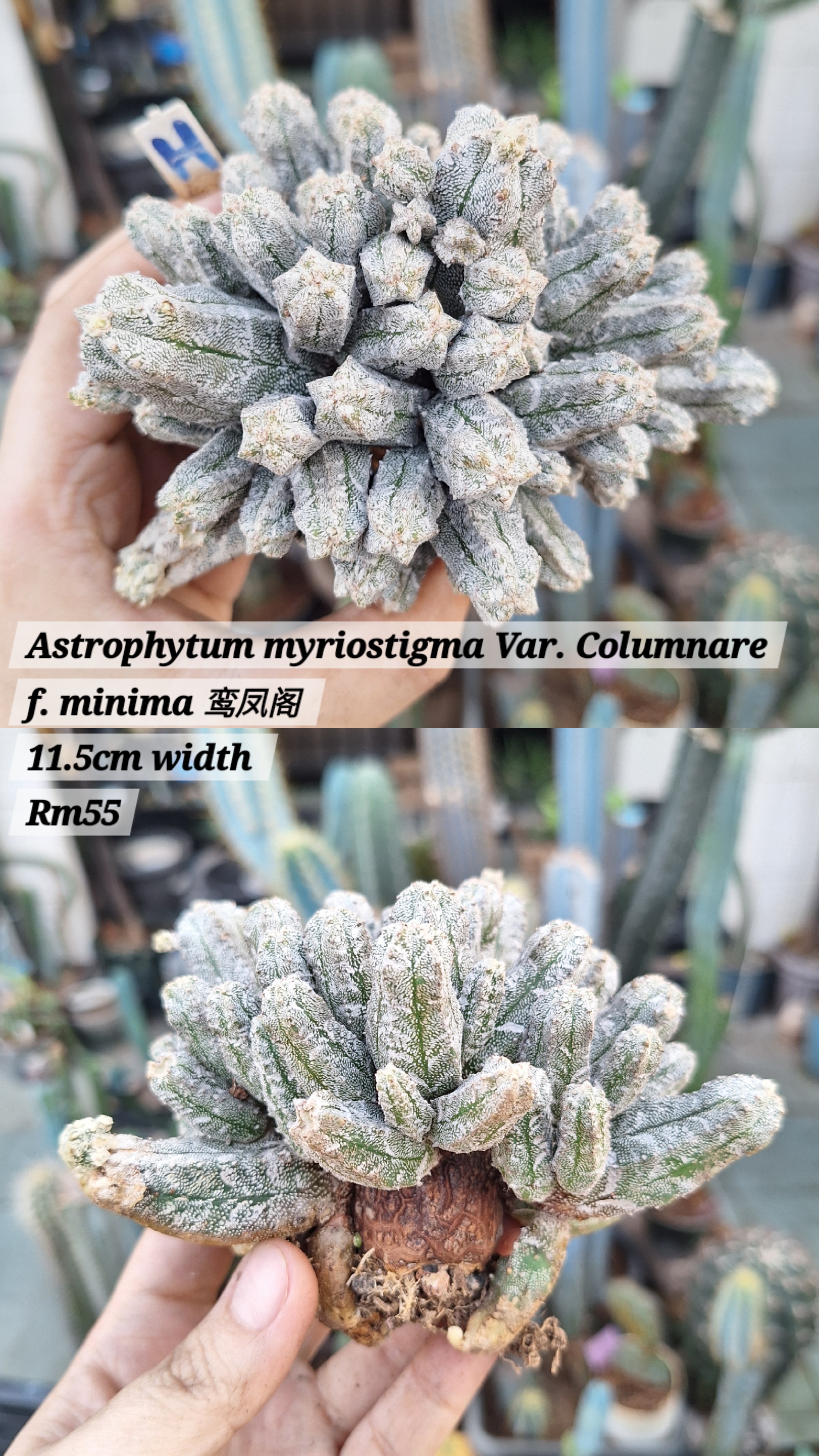 Cactus (Astrophytum myriostigma Var. Columnare f. minima 鸾凤阁)