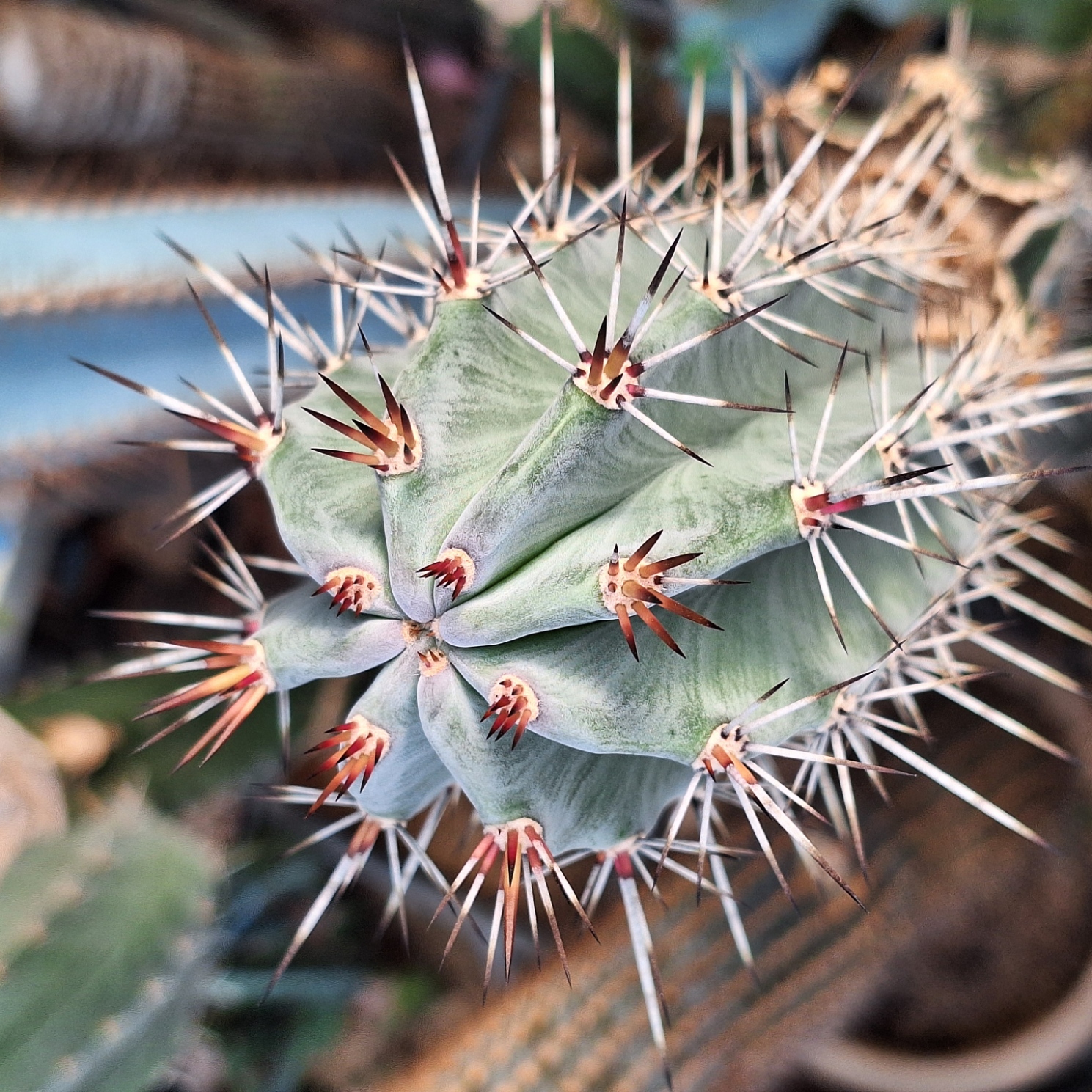 Cactus (Polaskia Chichipe 雷神阁)