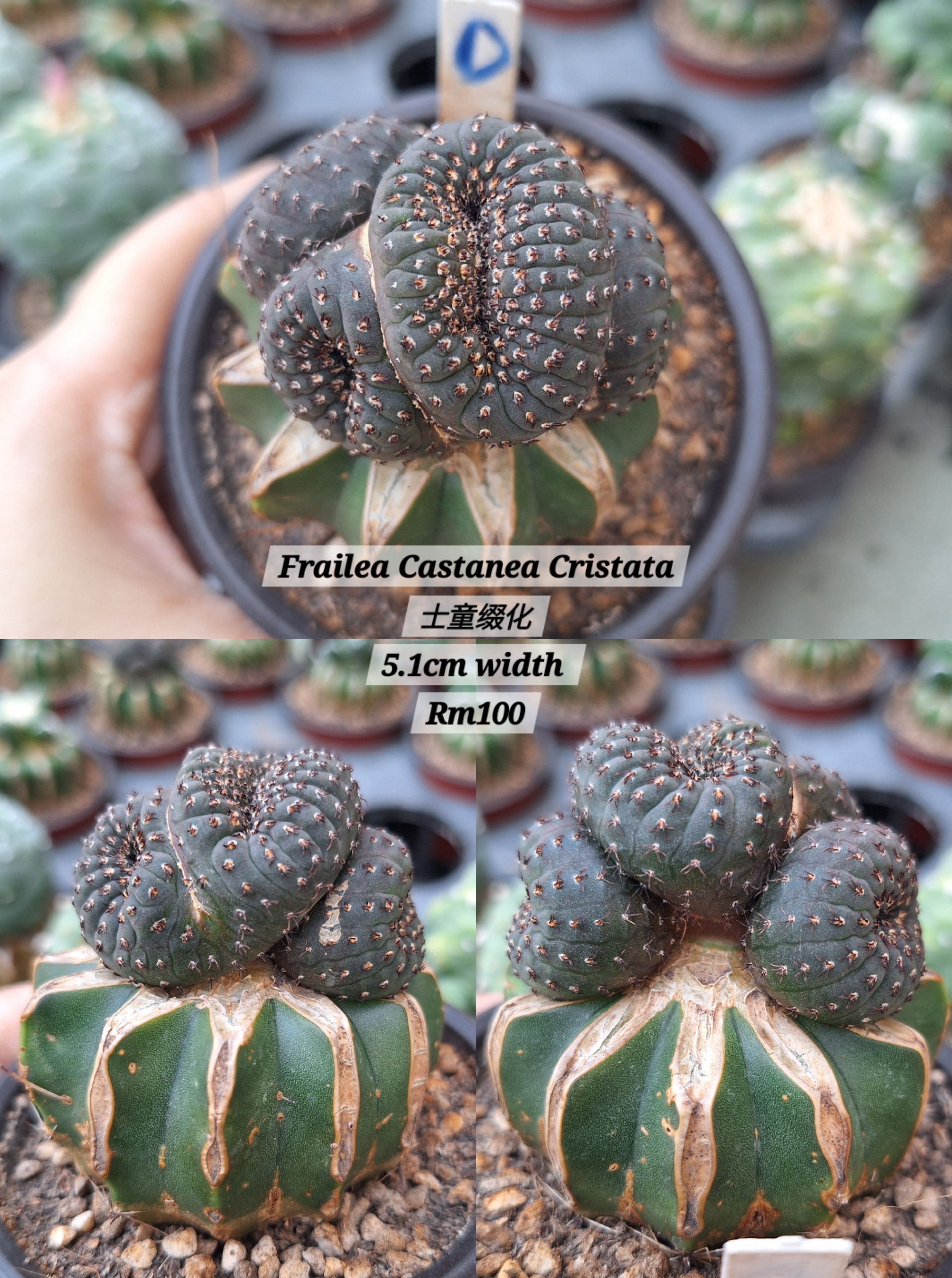 Cactus (Frailea Castanea Cristata 士童缀化 )