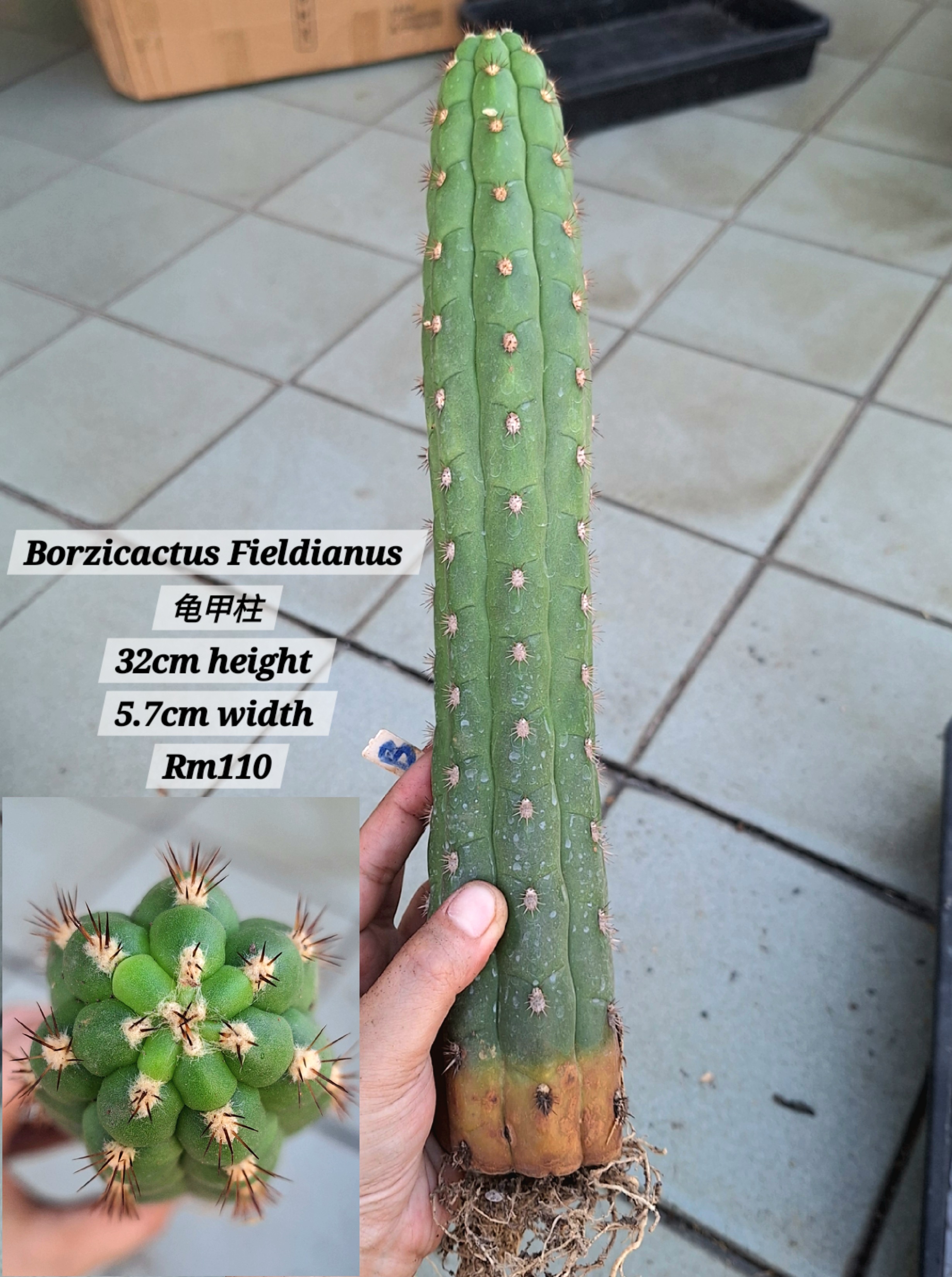 Cactus (Borzicactus Fieldianus 龟甲柱)