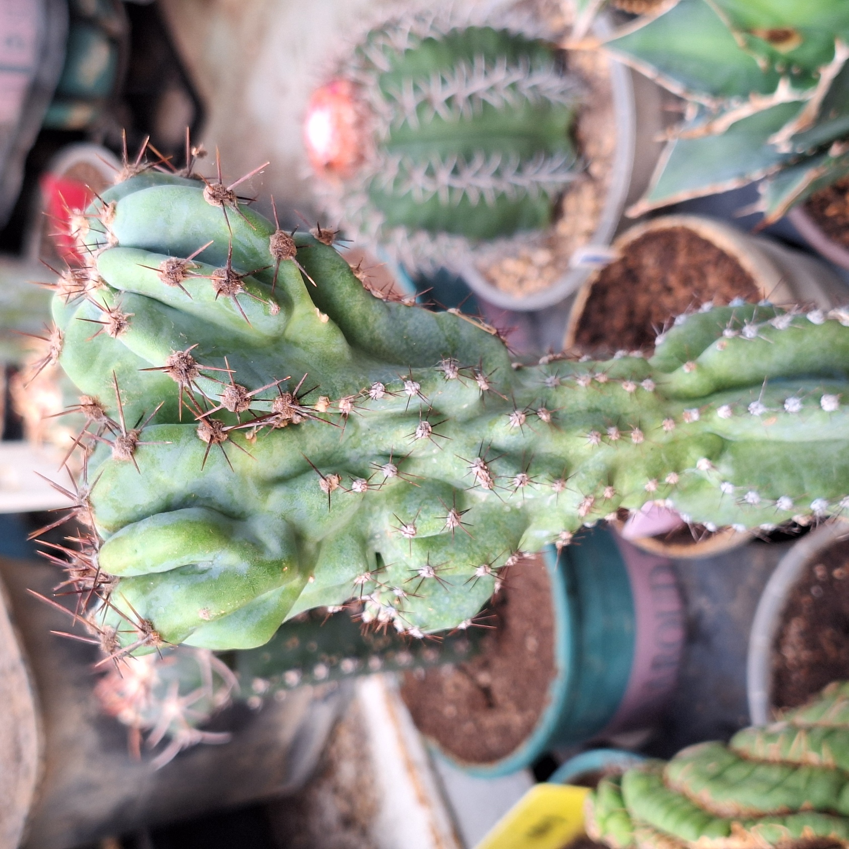 Cactus (Unknown name 不知名仙人柱)