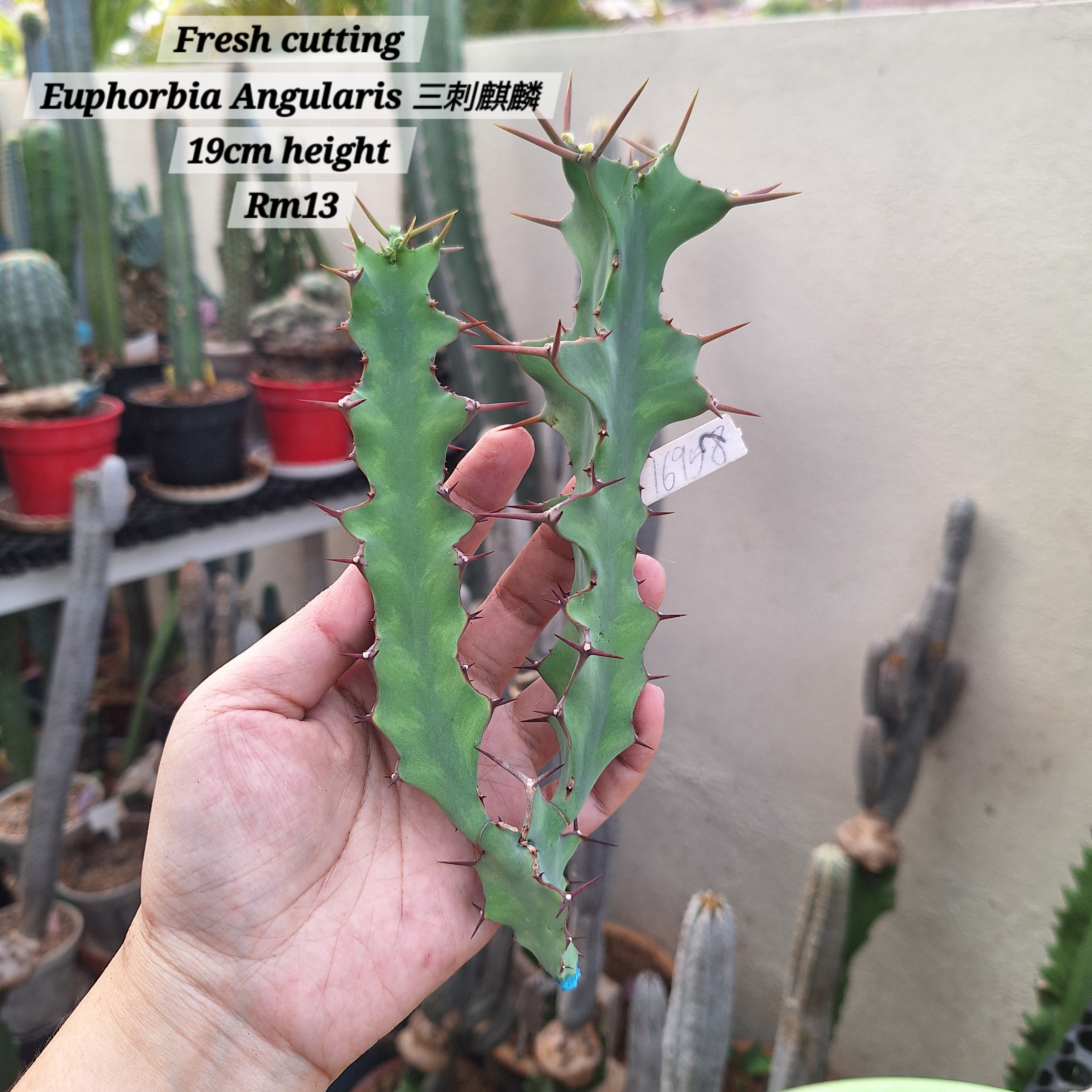 Plant (Euphorbia Angularis 三刺麒麟)