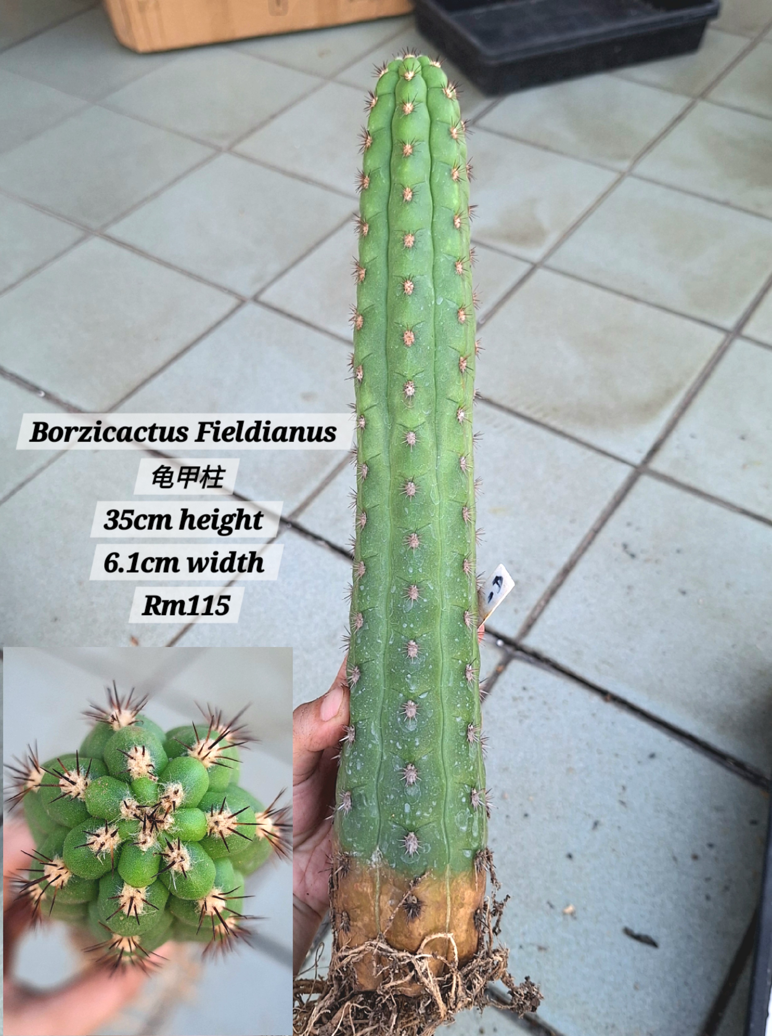 Cactus (Borzicactus Fieldianus 龟甲柱)