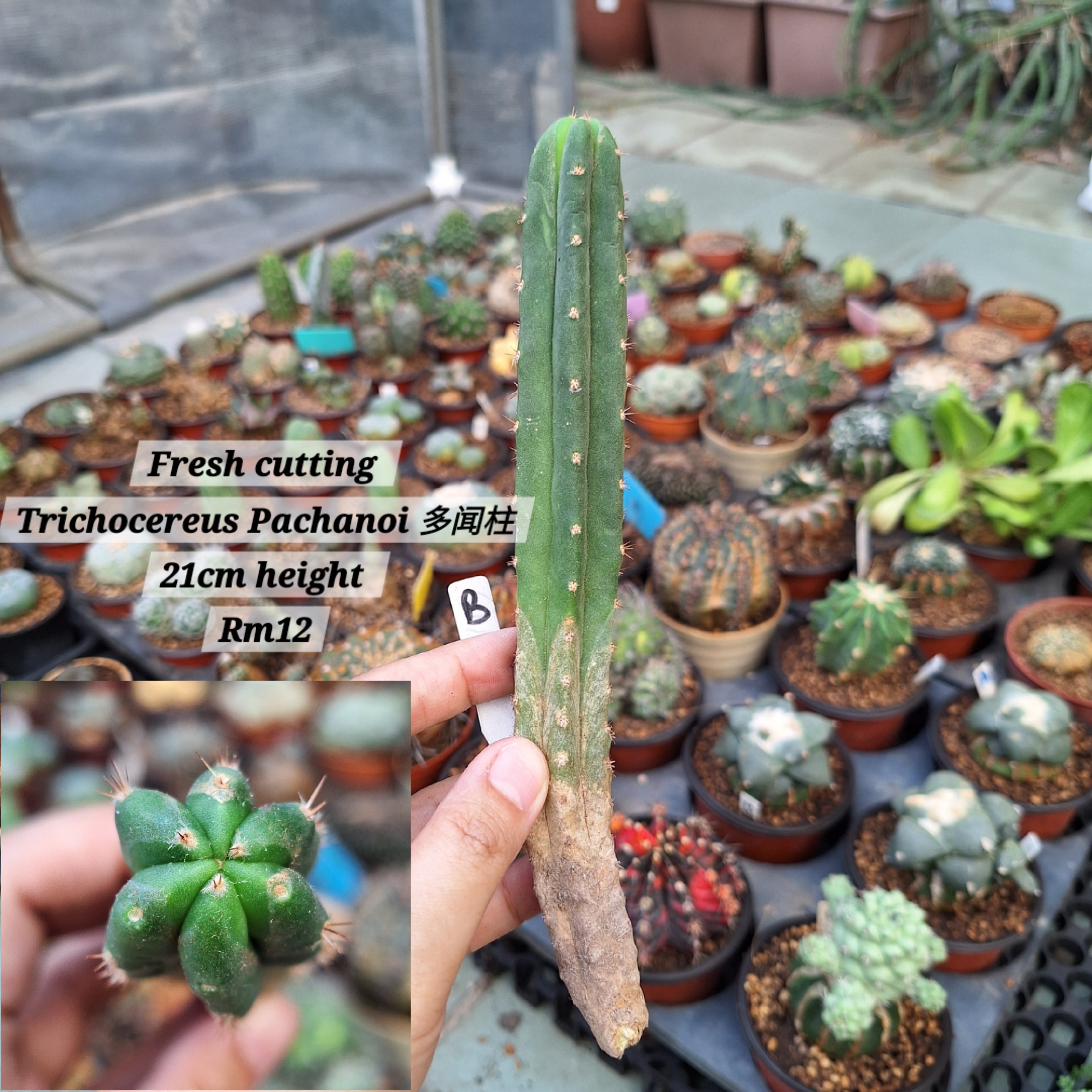 Fresh Cutting Cactus ( Trichocereus Pachanoi 多闻柱)