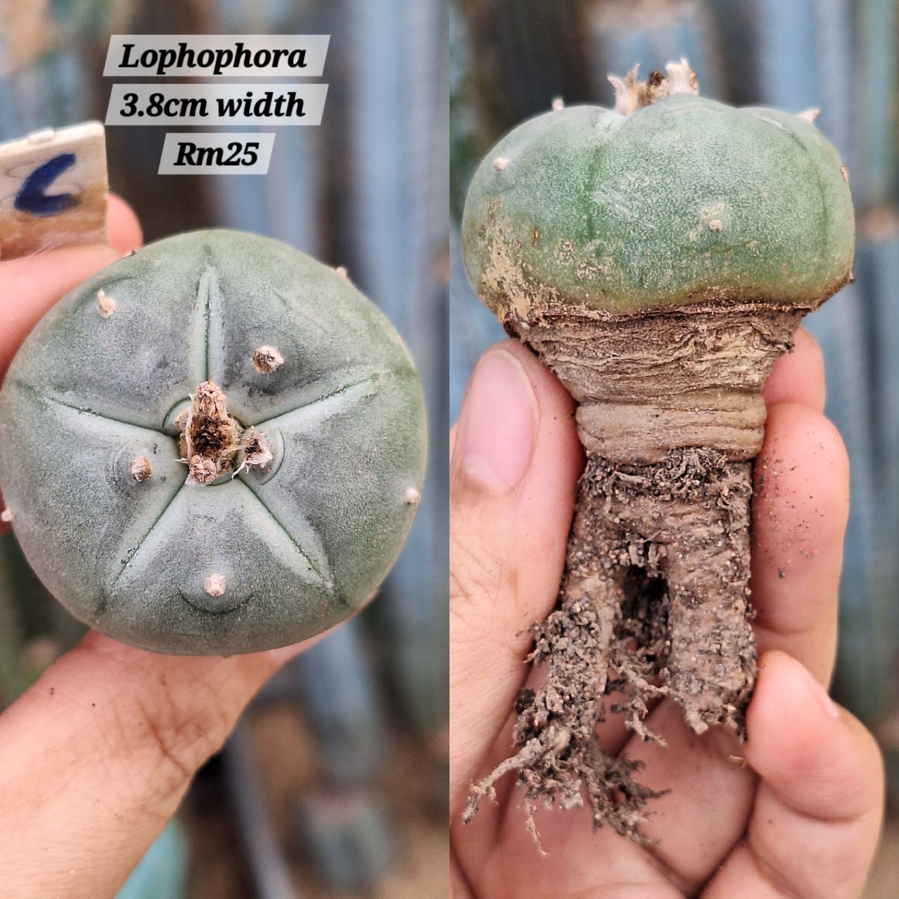 Cactus ( lophophora )