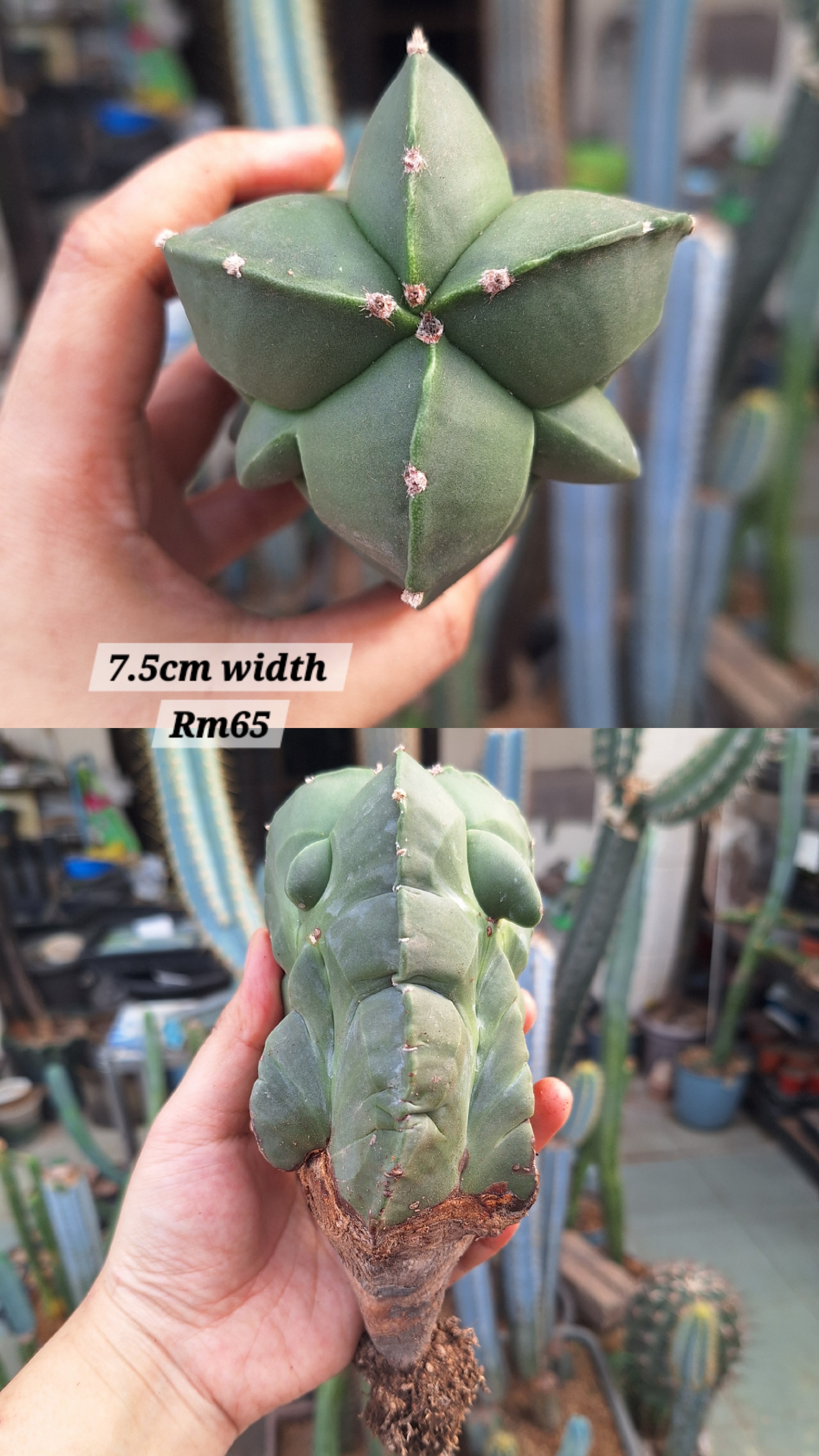 Cactus (Astrophytum )