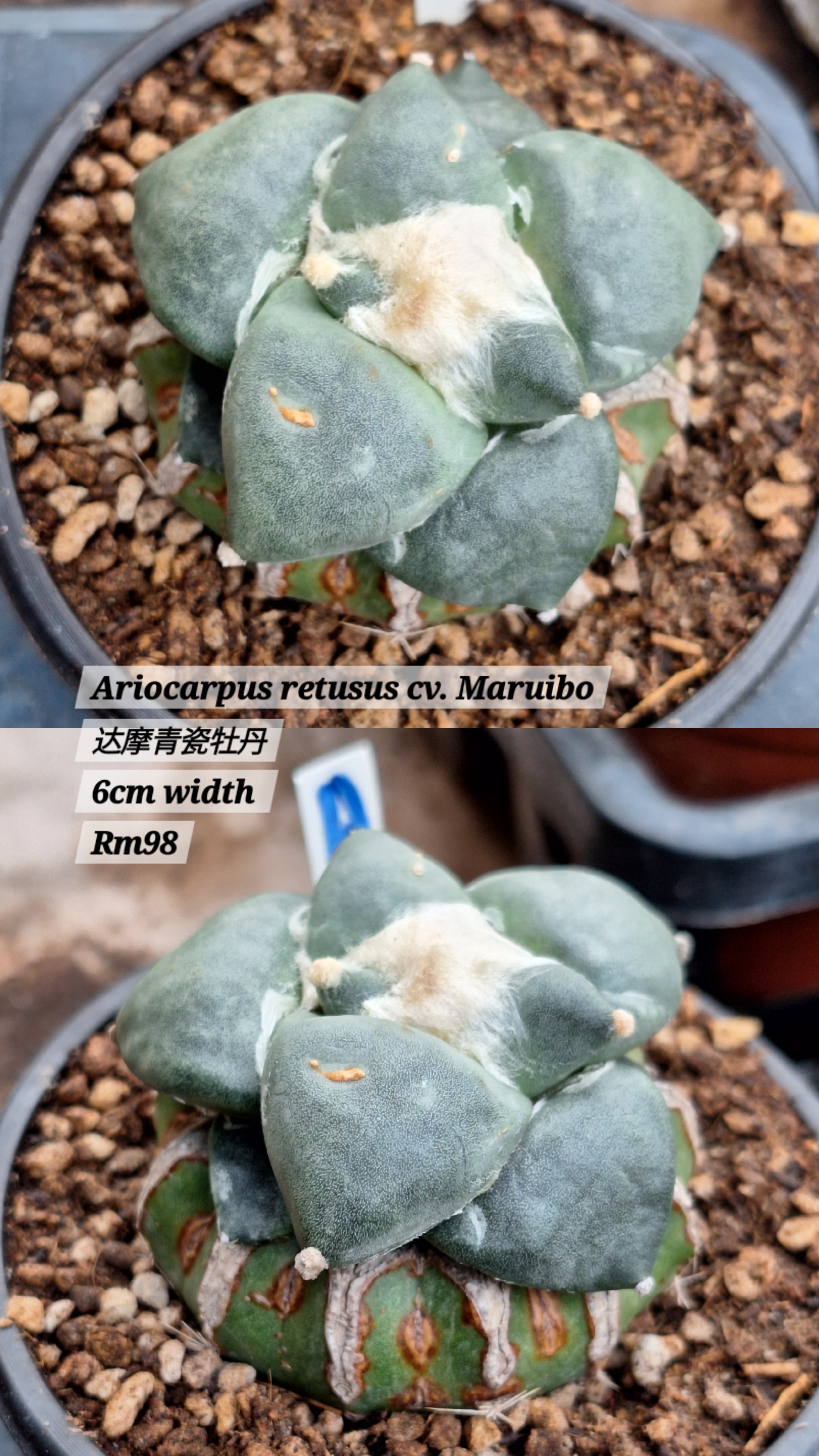 Cactus (Ariocarpus retusus cv. Maruibo 达摩青瓷牡丹)