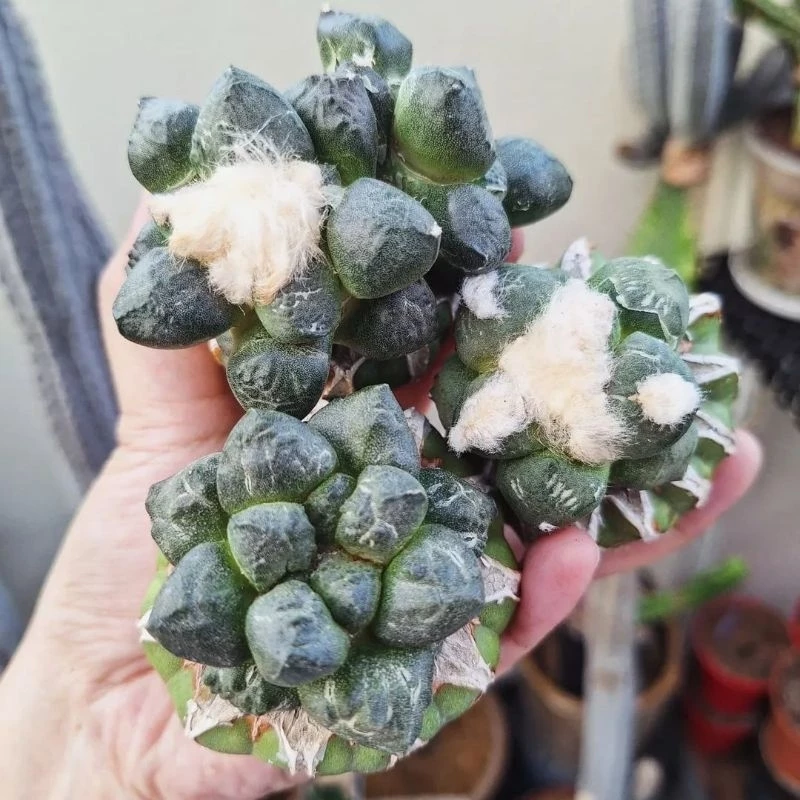 Cactus (Ariocarpus fissuratus var. lloydii 连山牡丹）