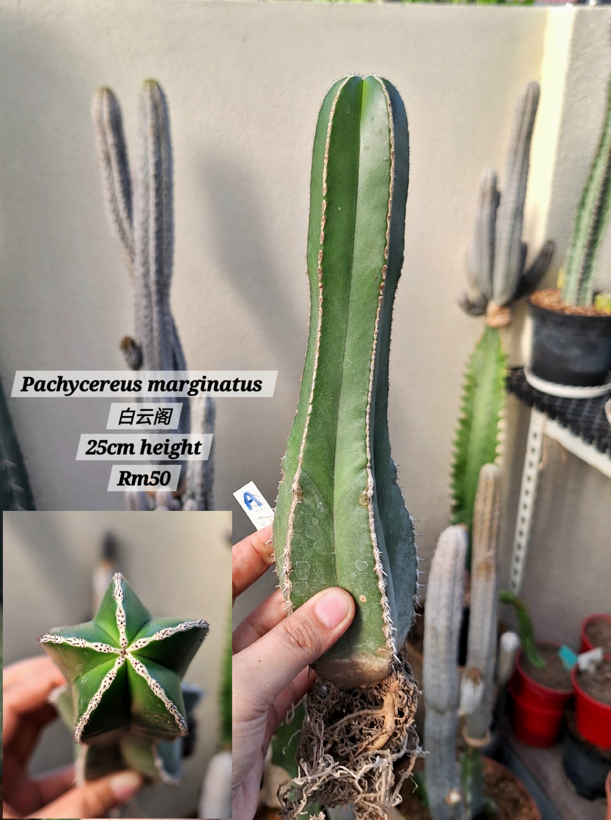 Cactus ( Pachycereus marginatus 白云阁）