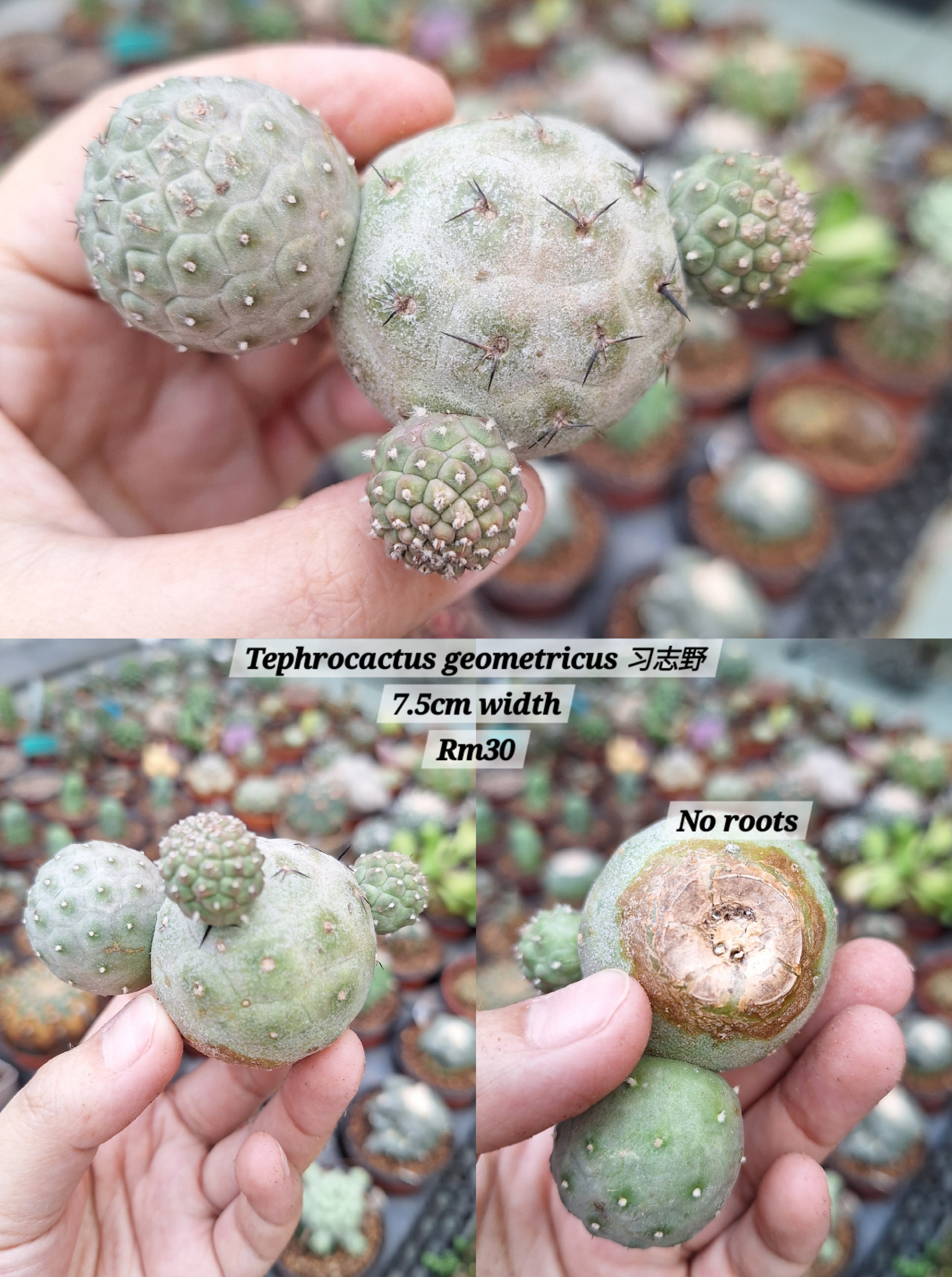  Cactus (Tephrocactus geometricus 习志野)