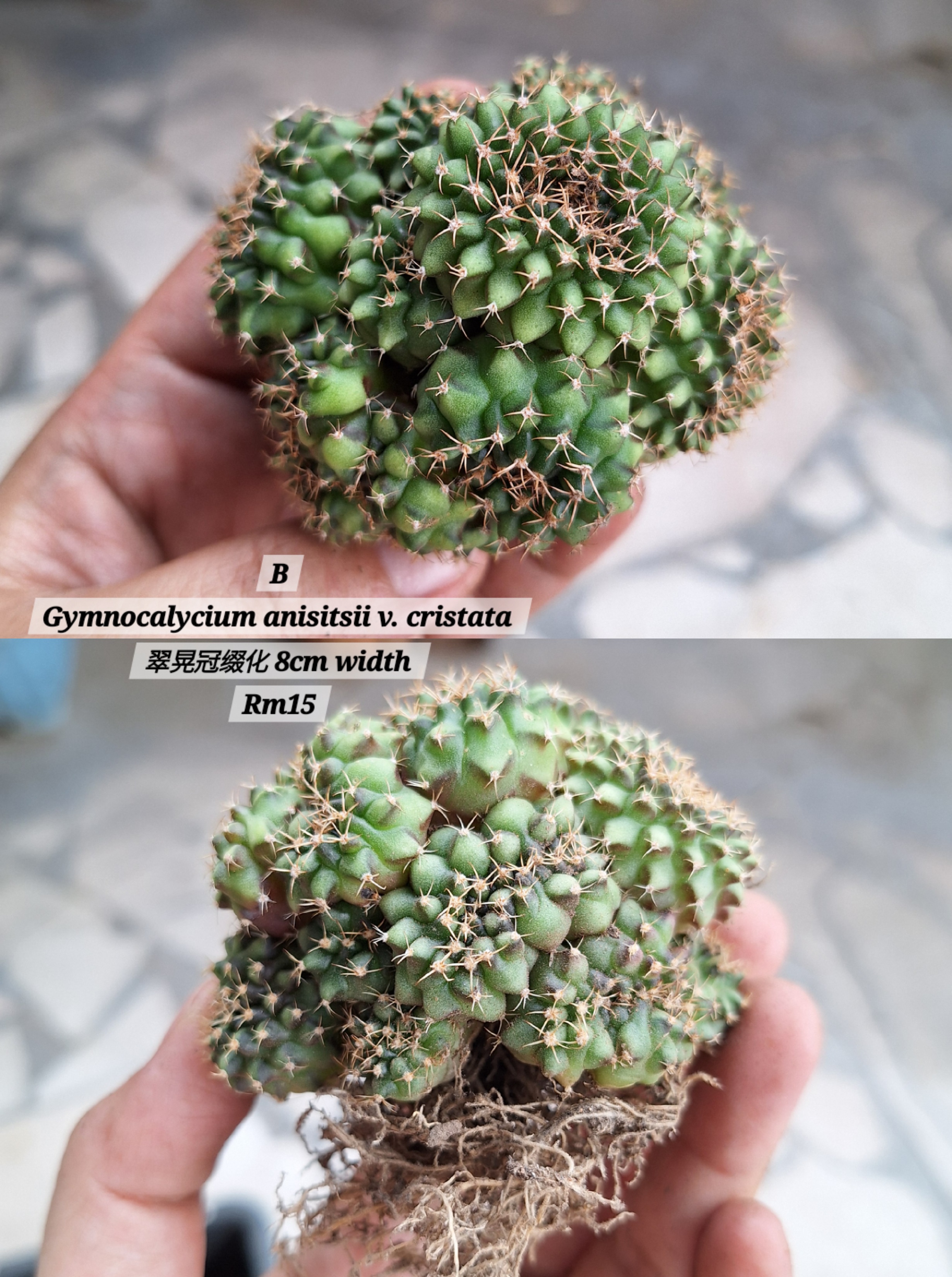  Cactus (Gymnocalycium anisitsii v. cristata 翠晃冠缀化）