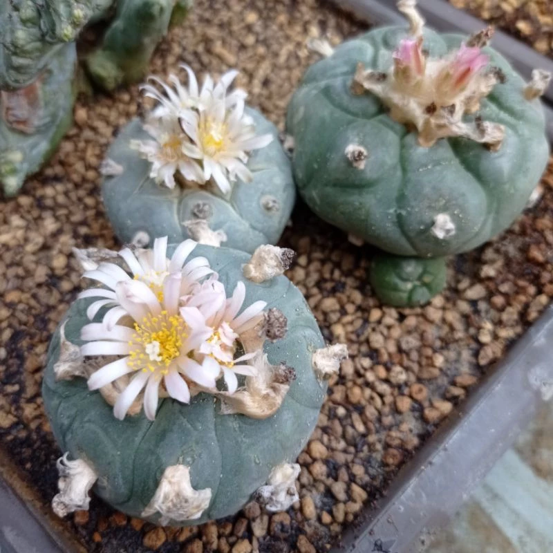 Cactus ( lophophora )