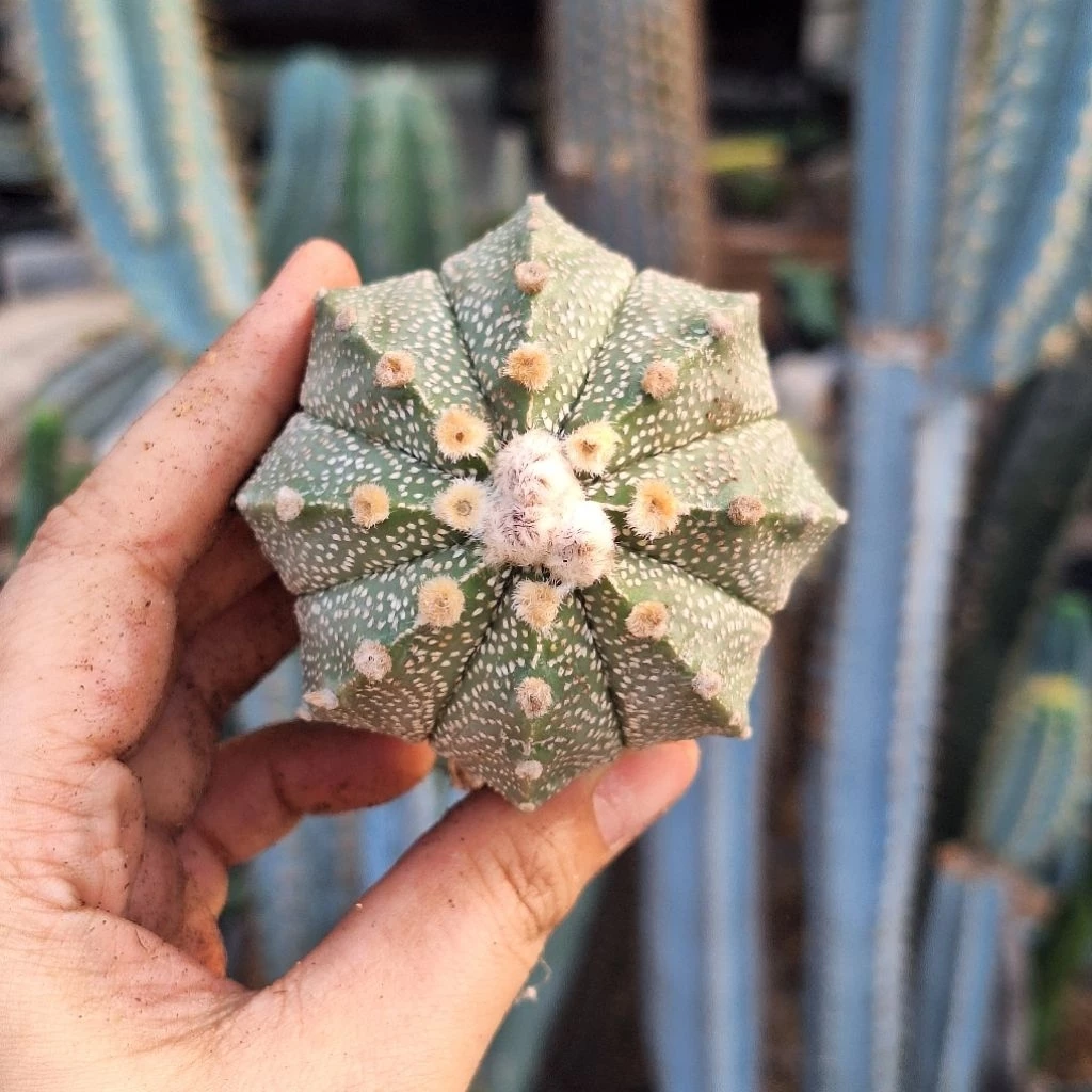 Cactus ( Astrophytum myriostigma x Asteria 鸾凤兜 )