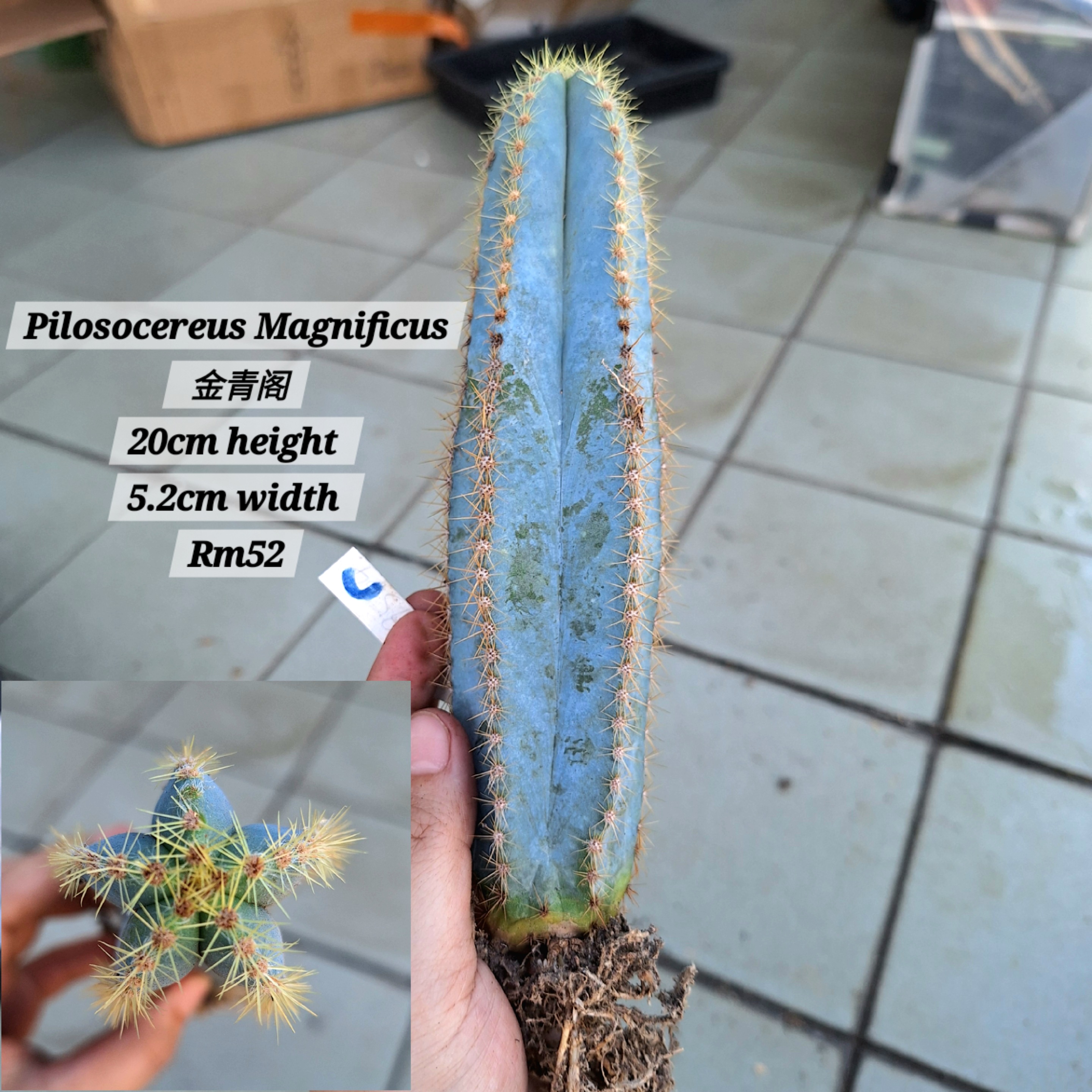 Cactus (Pilosocereus Magnificus 金青阁)