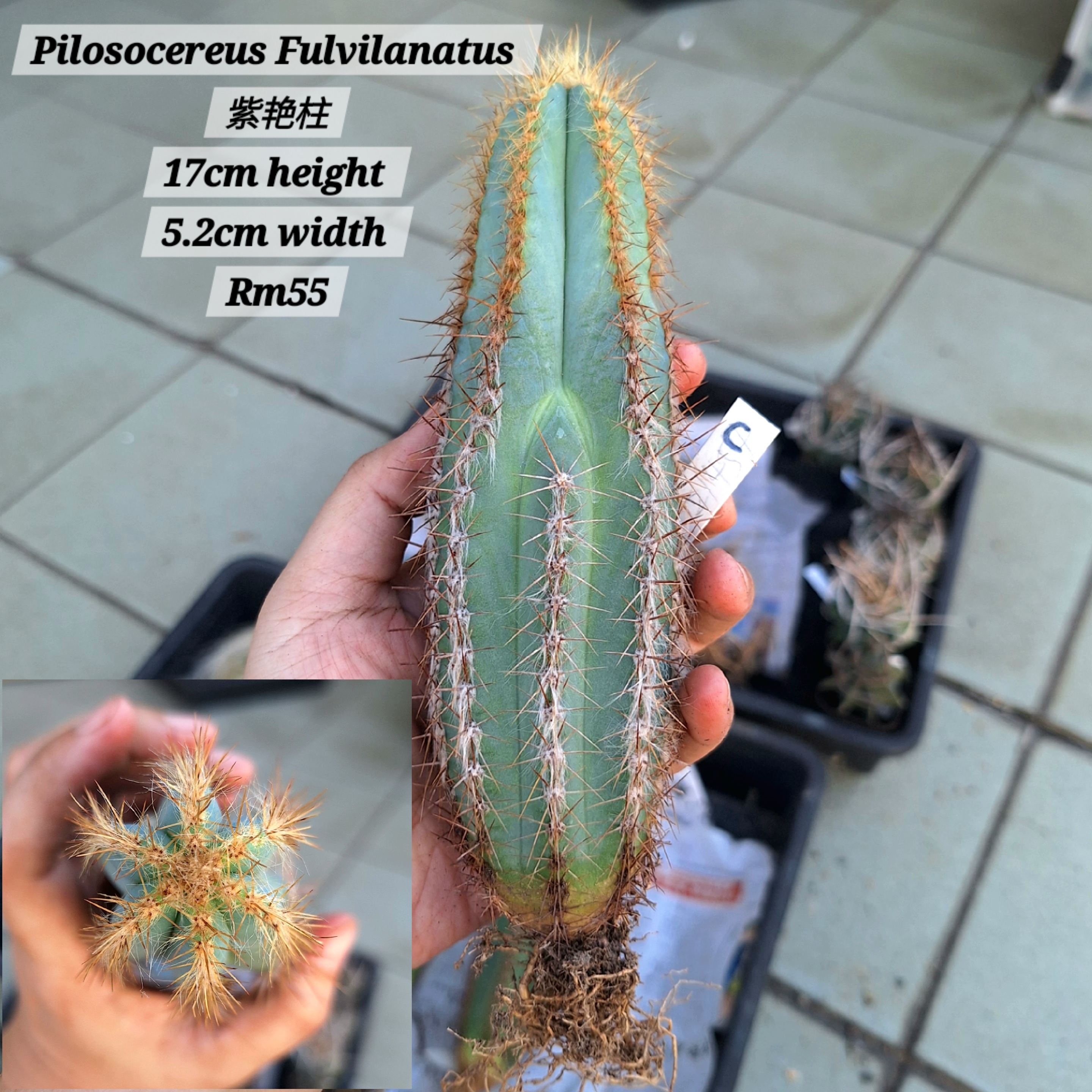 Cactus (Pilosocereus Fulvilanatus 紫艳柱)