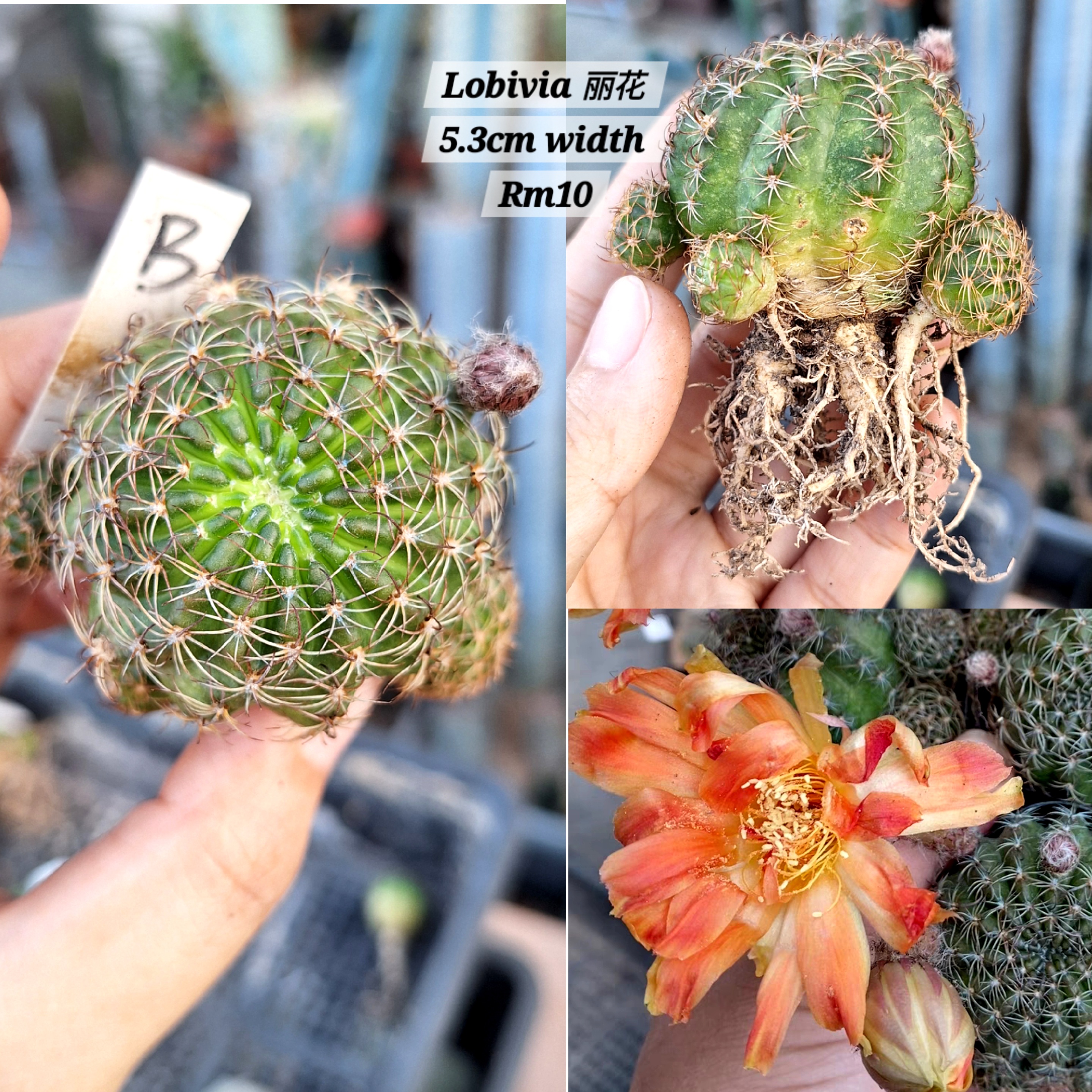 Cactus ( Lobivia 橙色丽花）