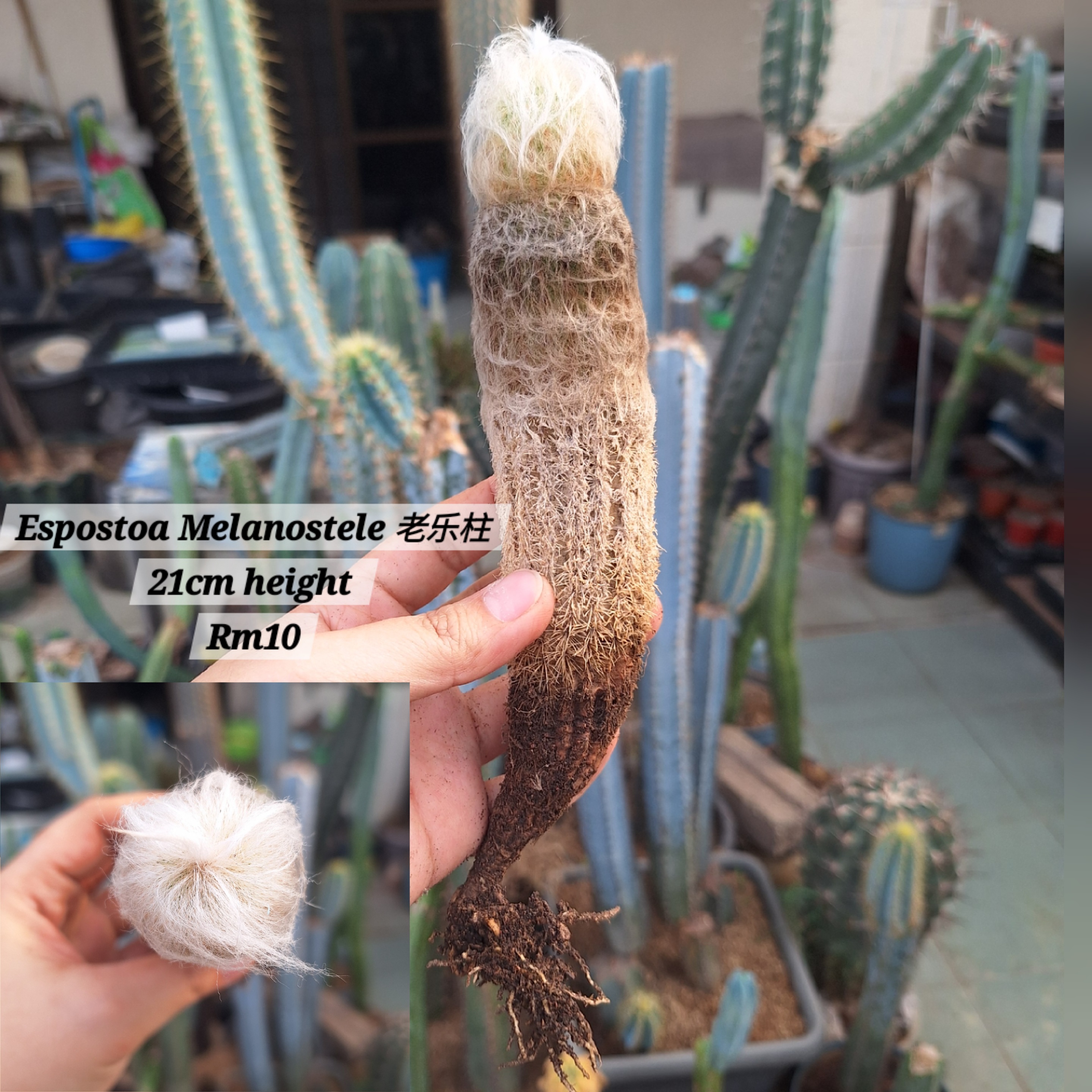 Cactus (Espostoa Melanostele 老乐柱)