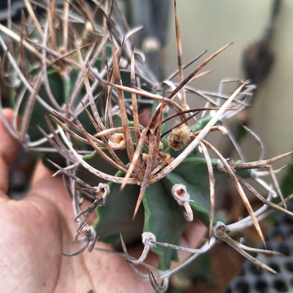 Cactus (Astrophytum capricorne var. crassispinum cv. Taiho-gyoku 水牛角大凤玉)