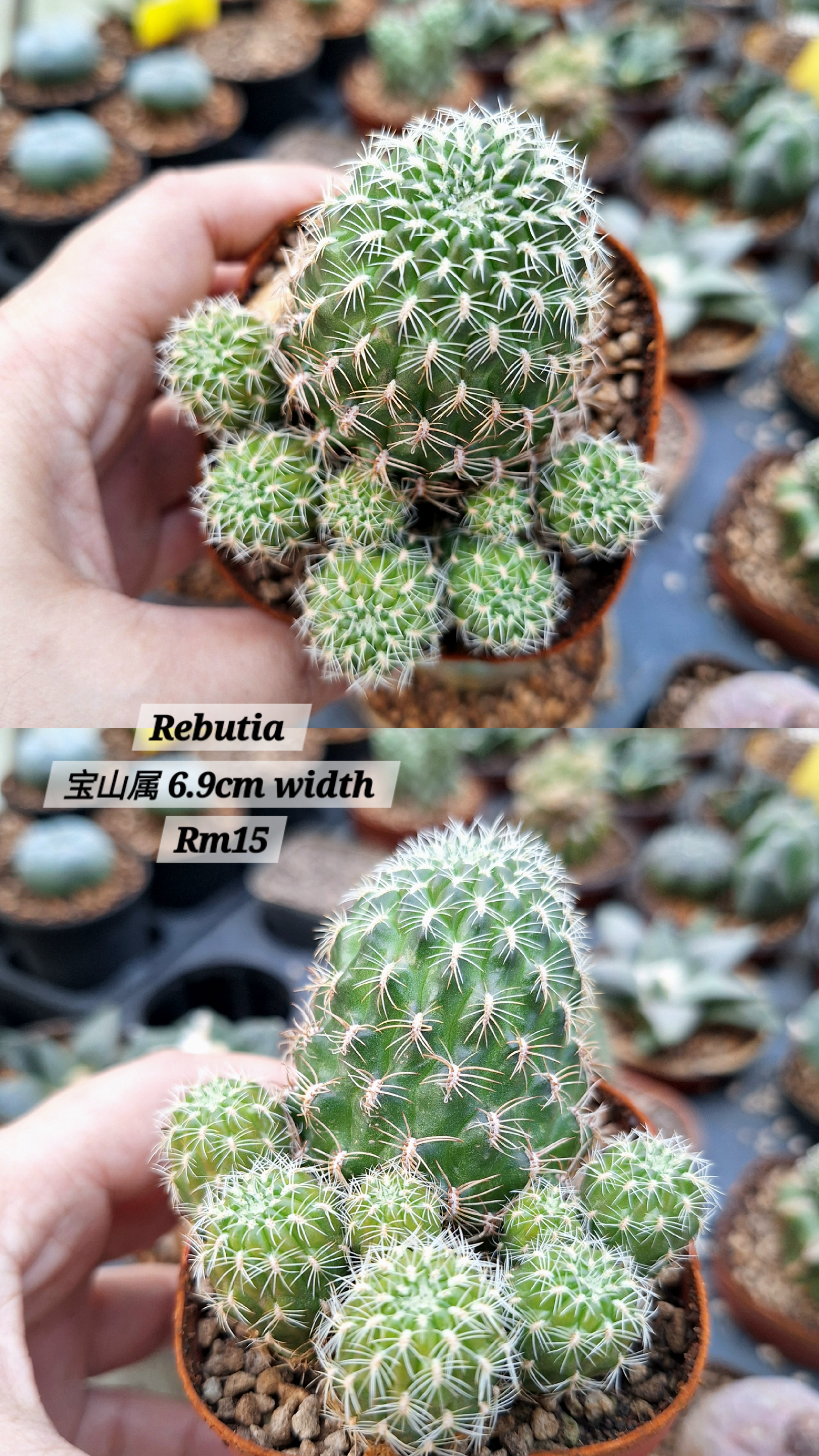 Cactus ( Rebutia 宝山属）
