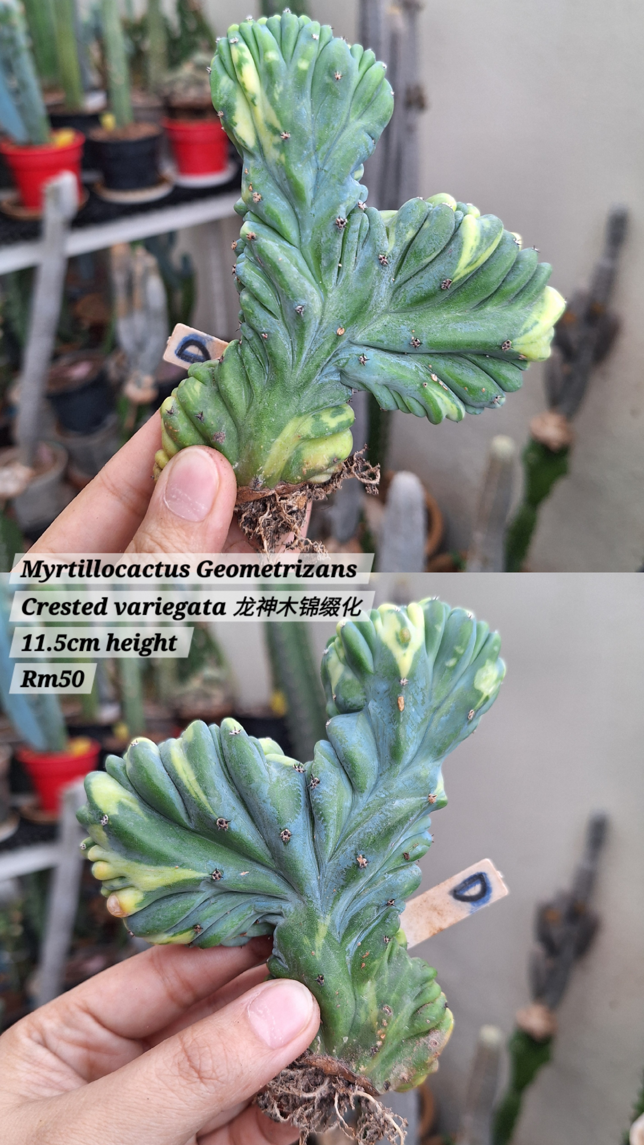 Cactus ( Myrtillocactus Geometrizans Crested variegata 龙神木缀化锦）