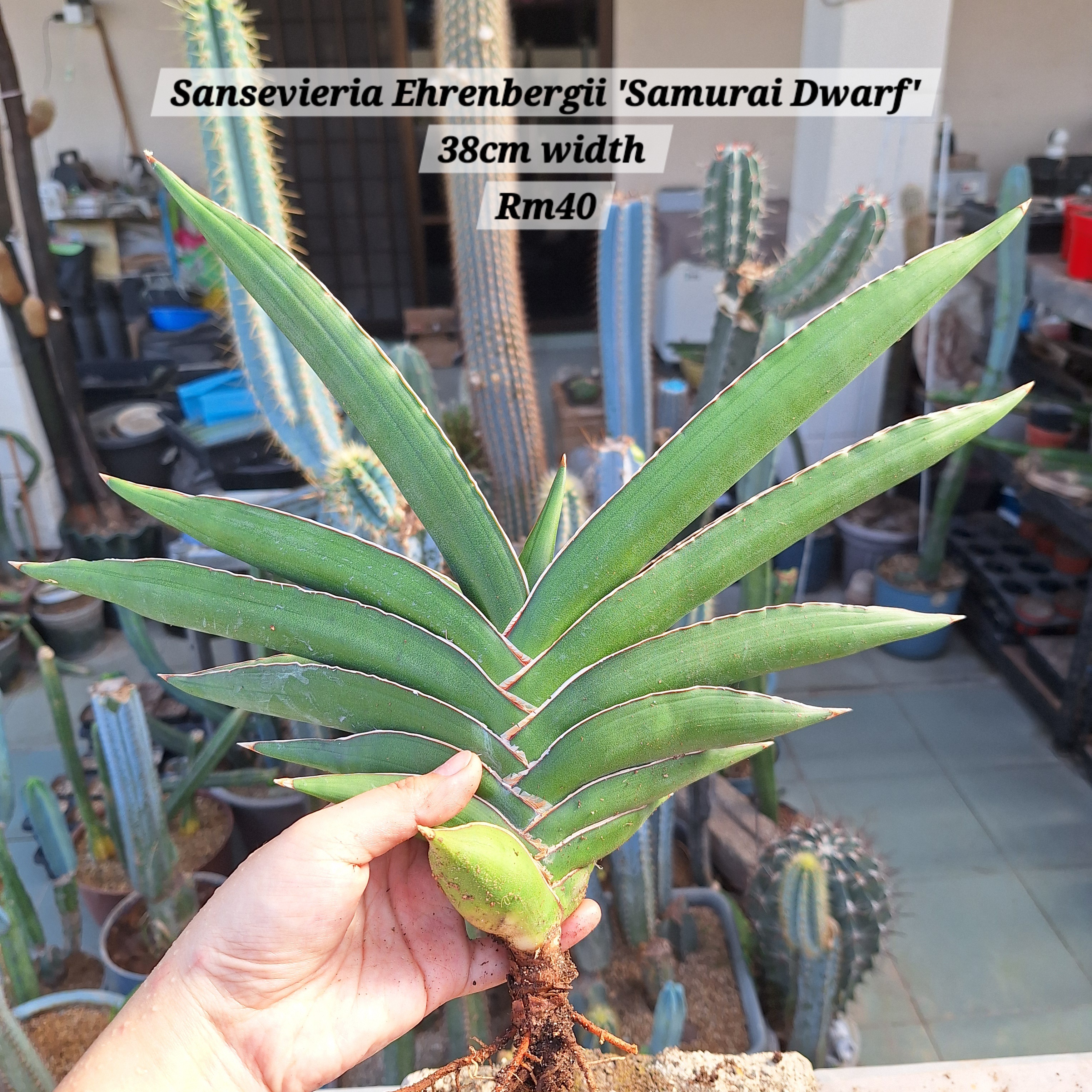 Sansevieria Ehrenbergii "Samurai Dwarf'