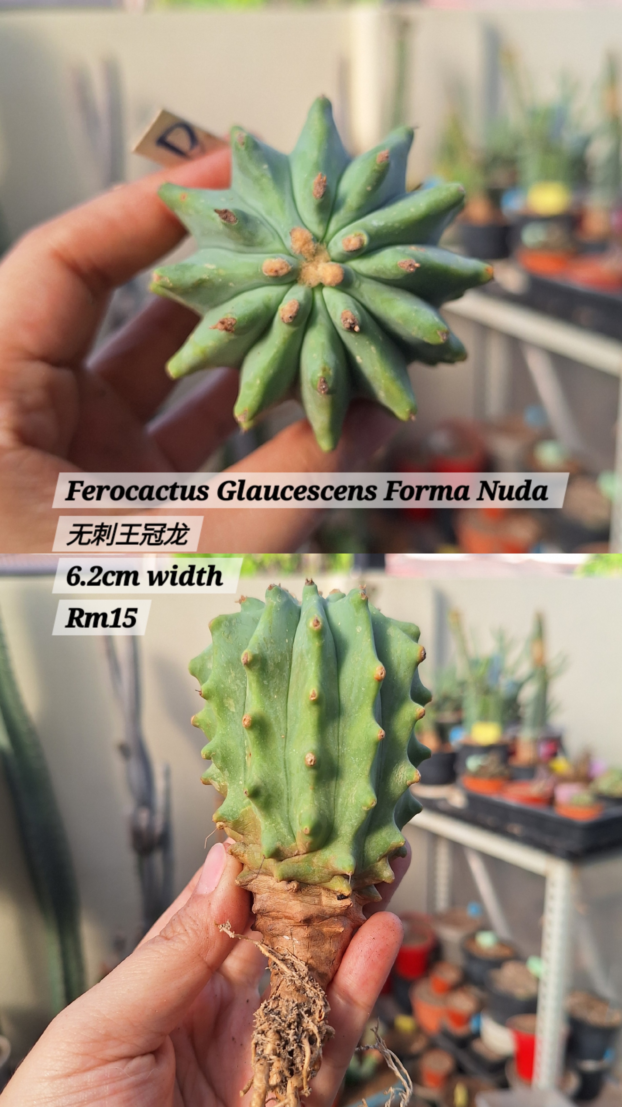 Cactus ( Ferocactus Glaucescens Forma Nuda 无刺王冠龙)