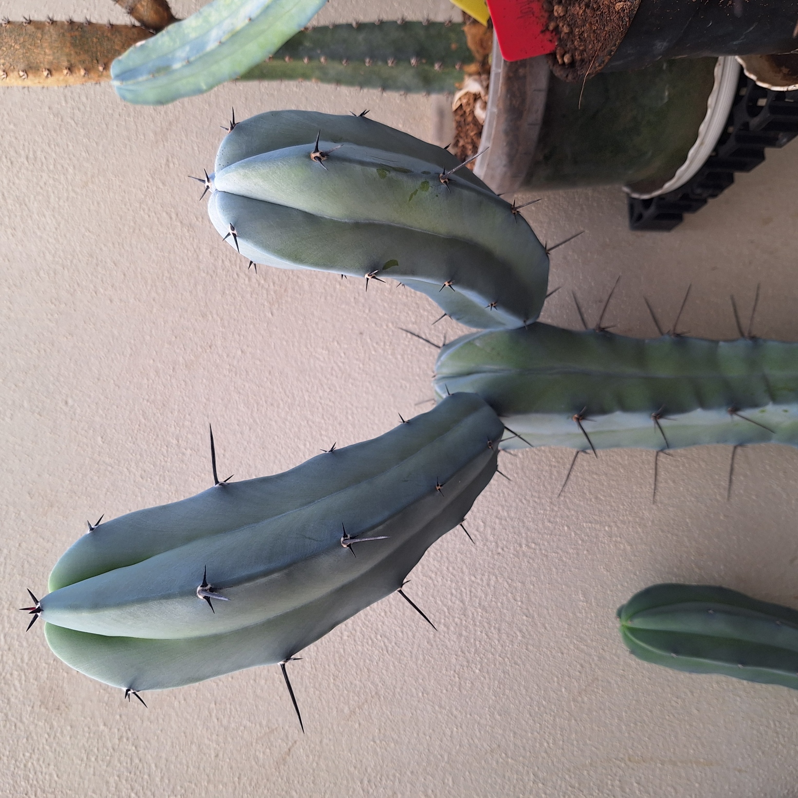 Cactus (Myrtillocactus Geometrizans 龙神柱)
