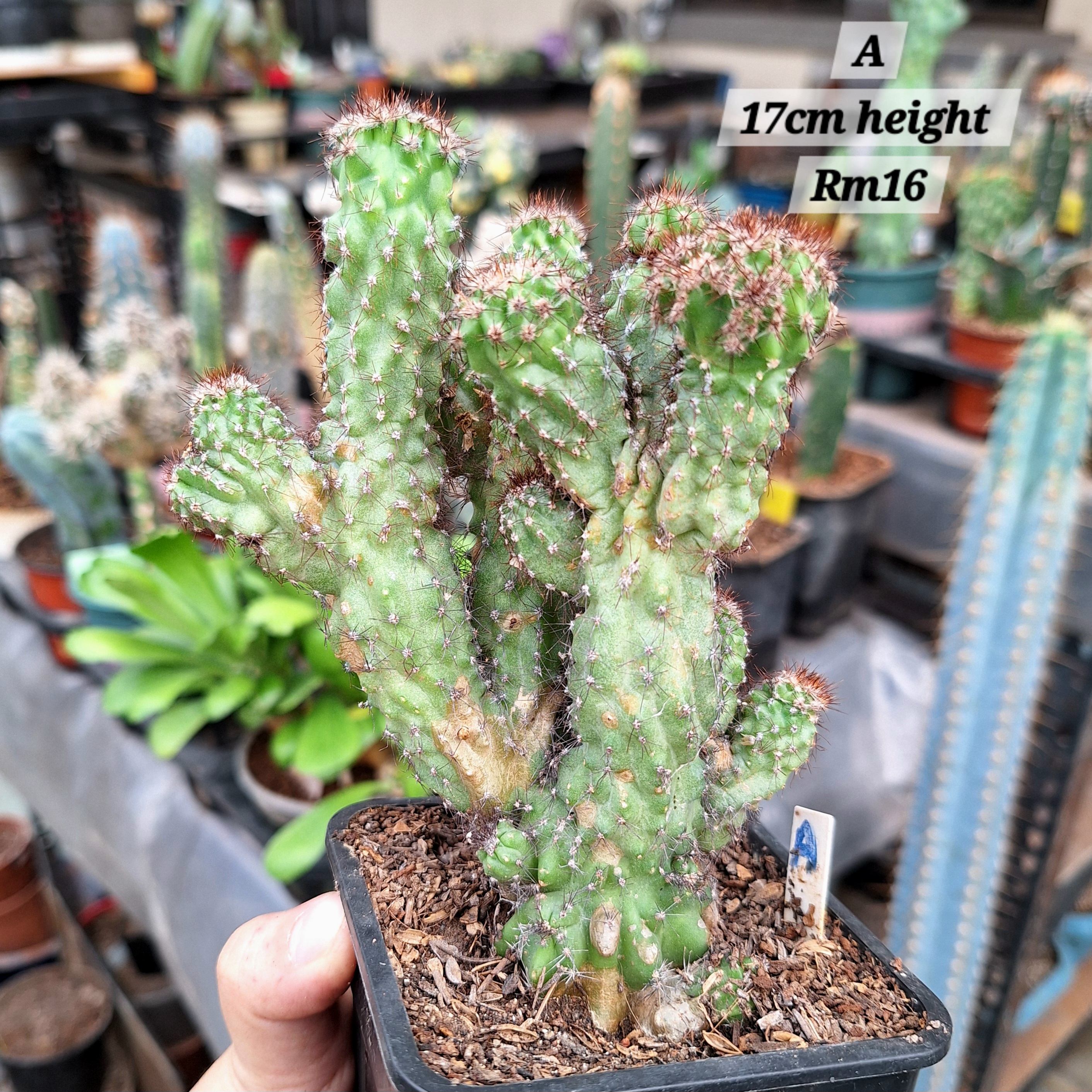Cactus (Unknown name 不知名仙人柱)