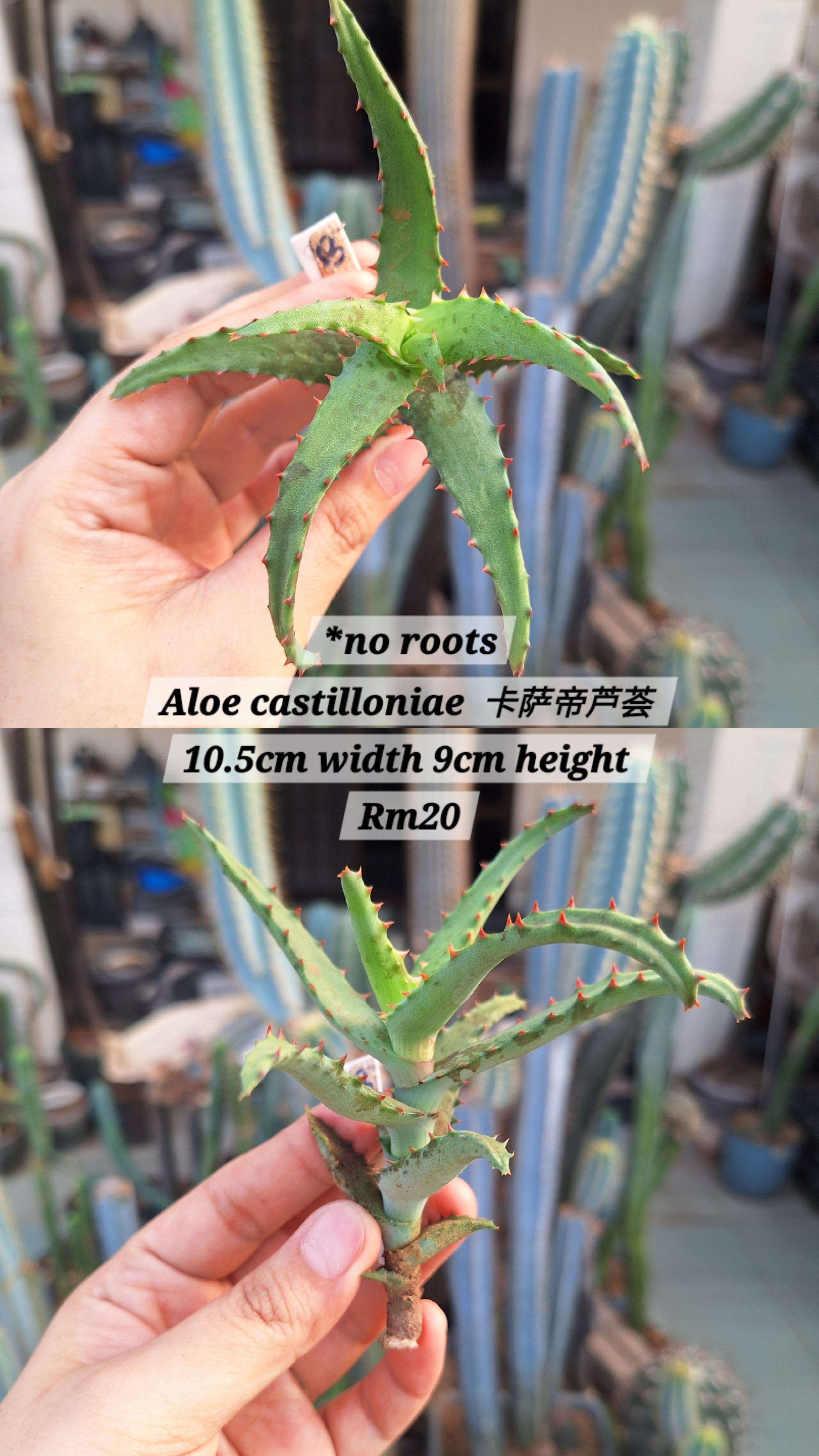  Plant(Aloe castilloniae 卡萨帝芦荟)