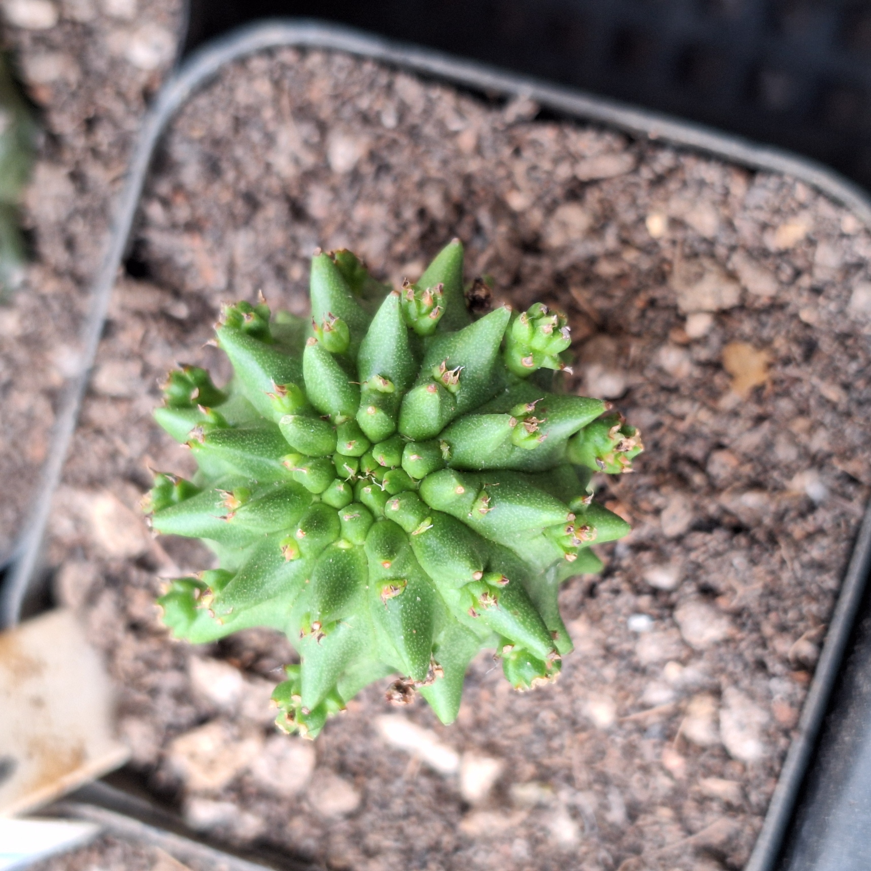 Plant (Euphorbia susannae 海胆大戟 )