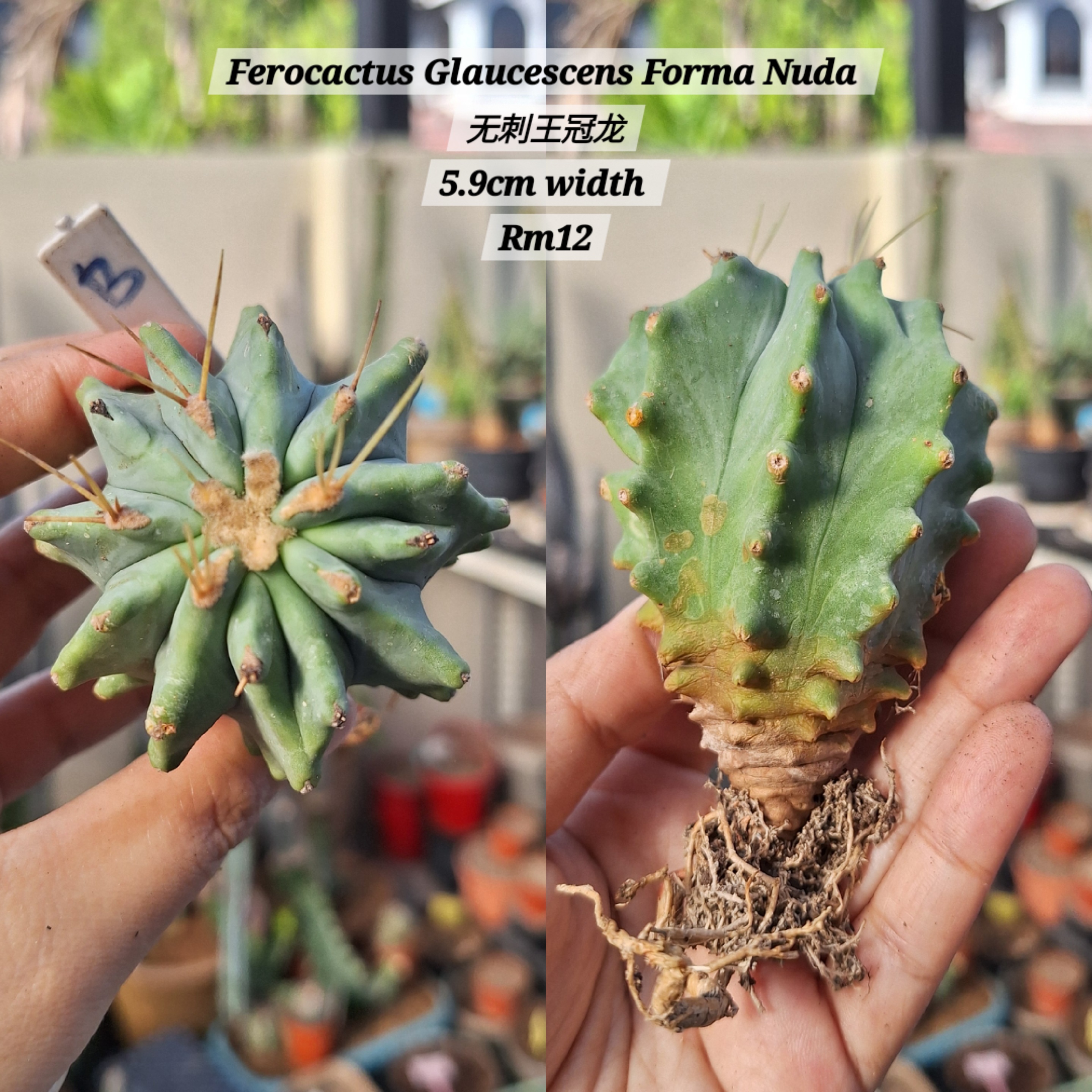 Cactus ( Ferocactus Glaucescens Forma Nuda 无刺王冠龙)