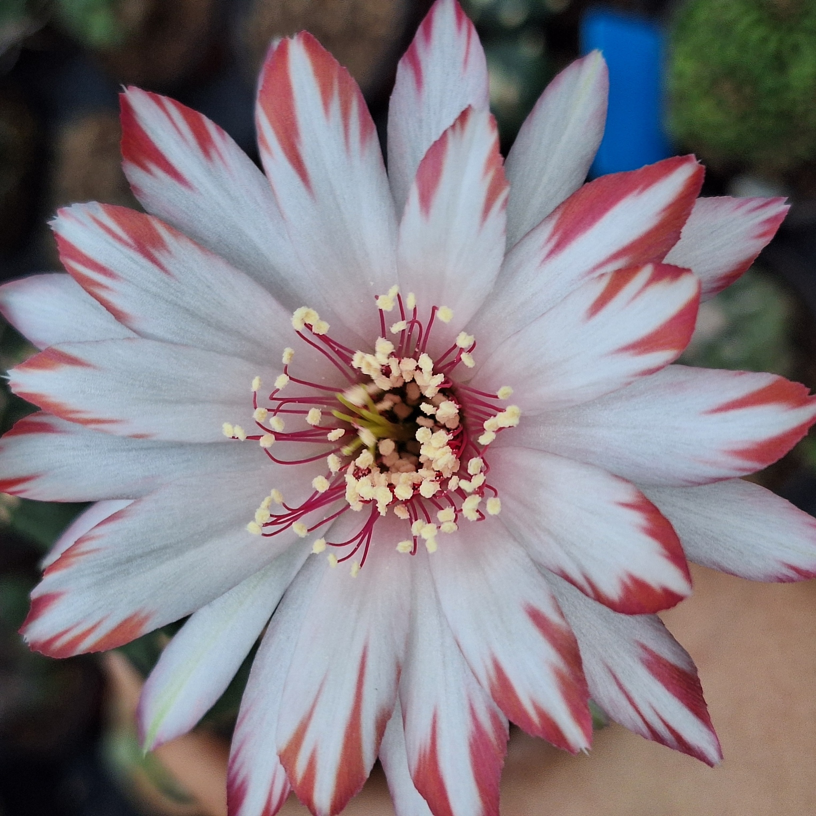  Cactus ( Lobivia 禅衣)