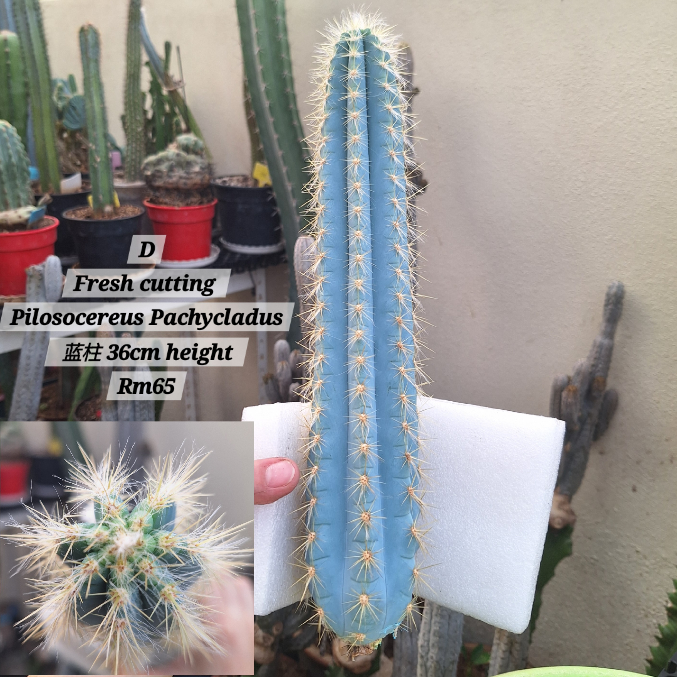Cactus (Pilosocereus Pachycladus 蓝柱)
