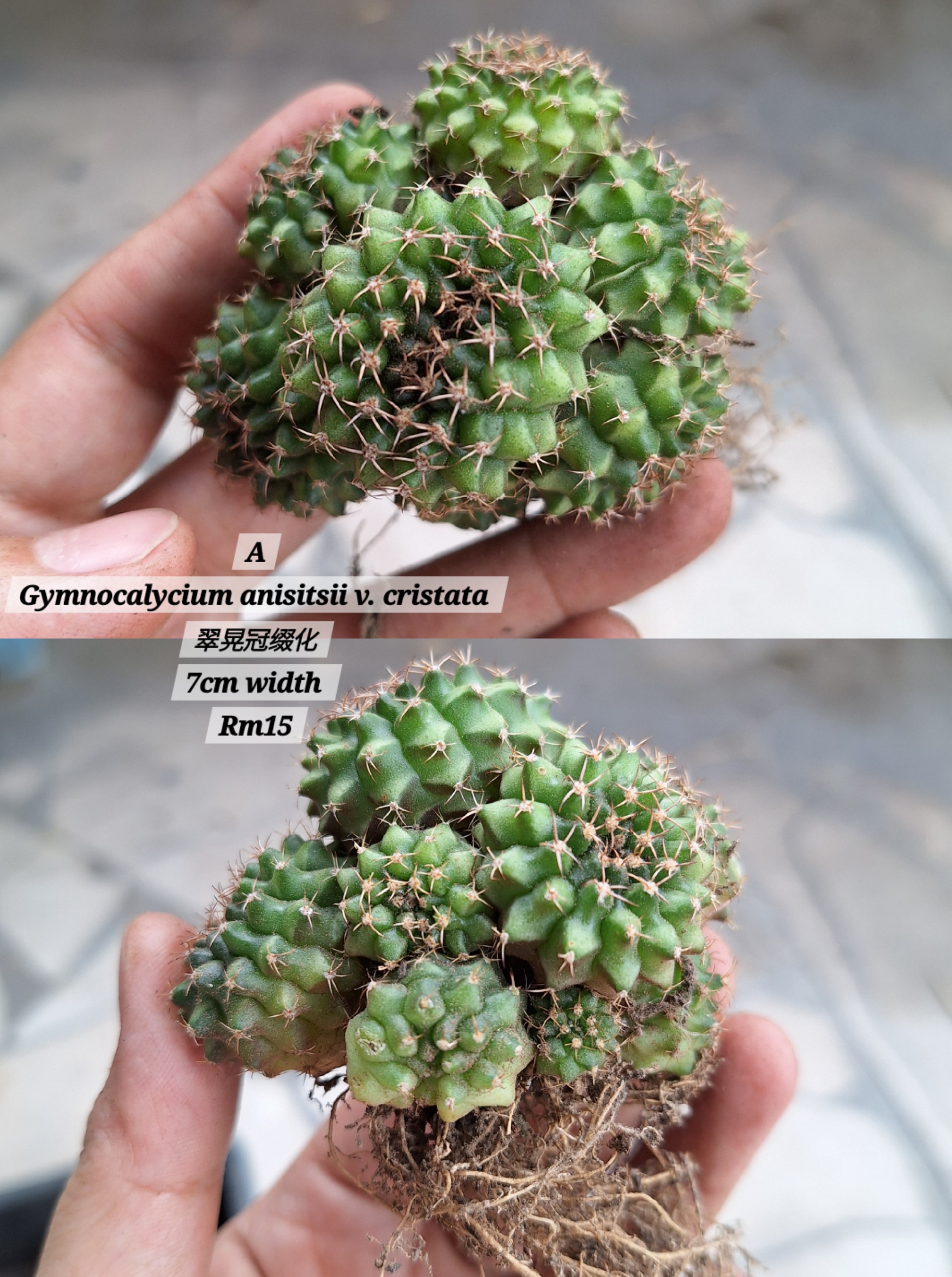  Cactus (Gymnocalycium anisitsii v. cristata 翠晃冠缀化）