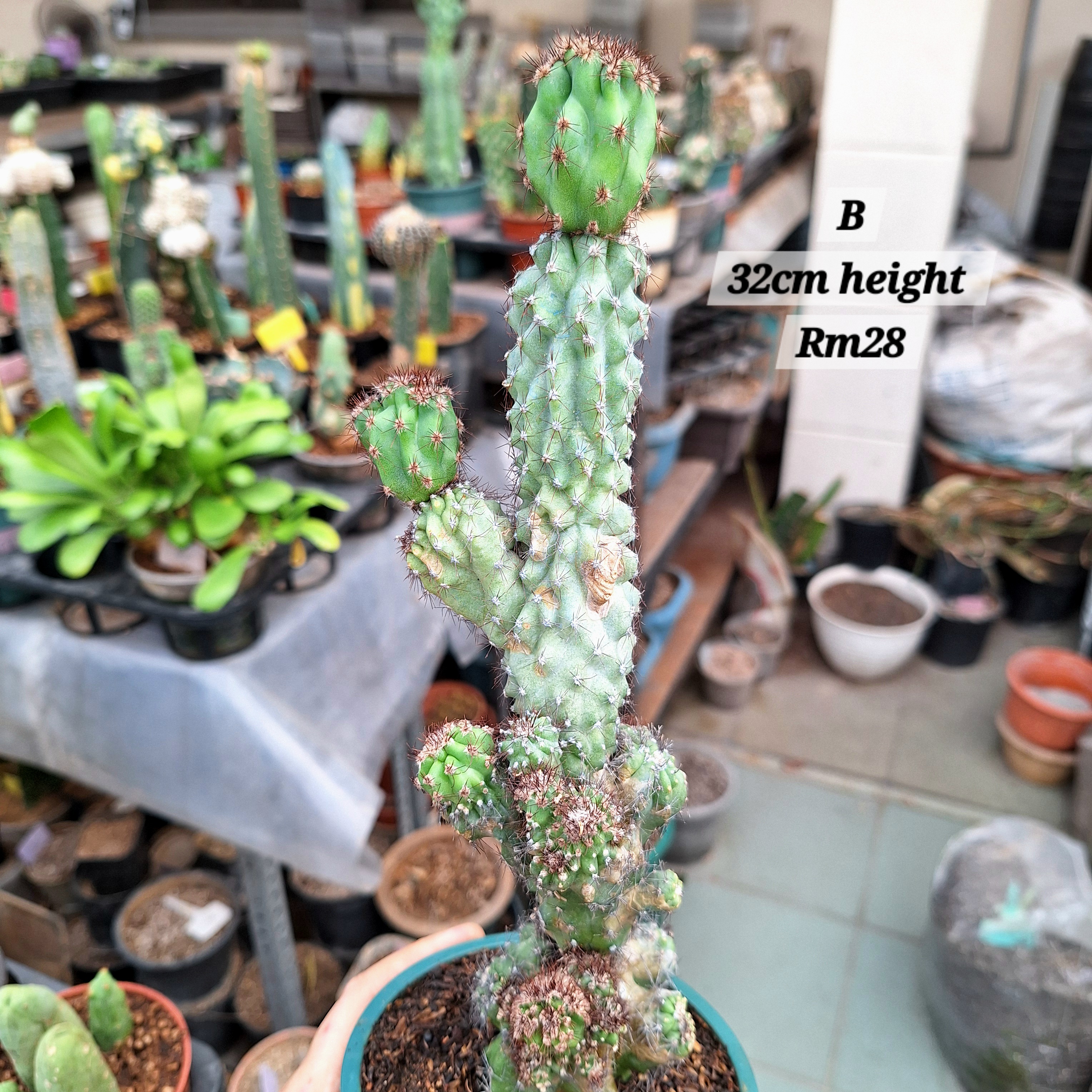 Cactus (Unknown name 不知名仙人柱)
