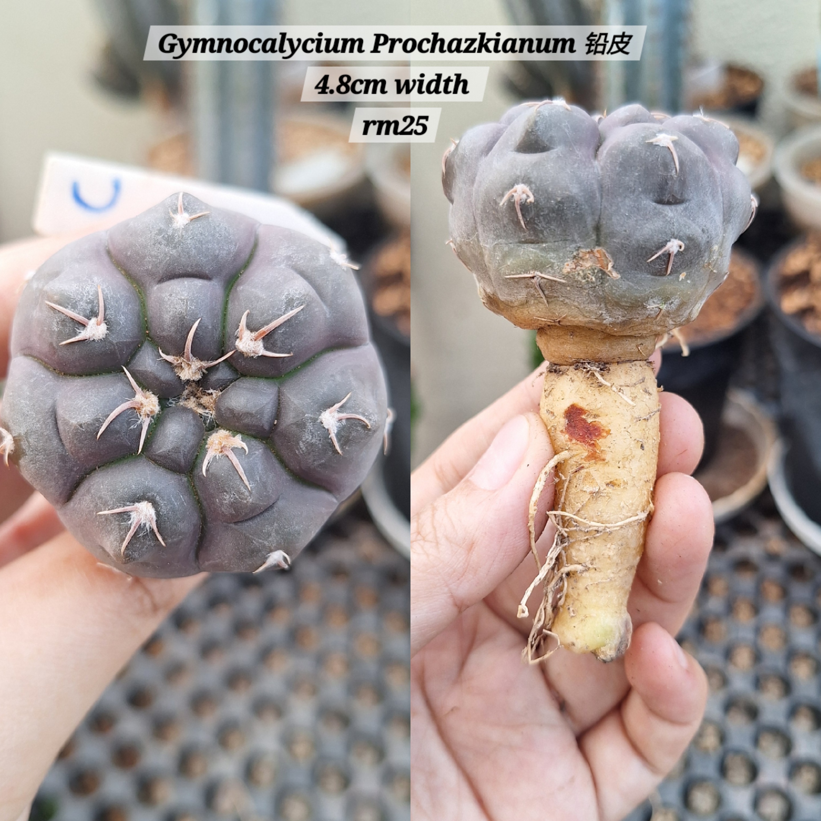 Cactus ( Gymnocalycium prochazkianum 铅皮）